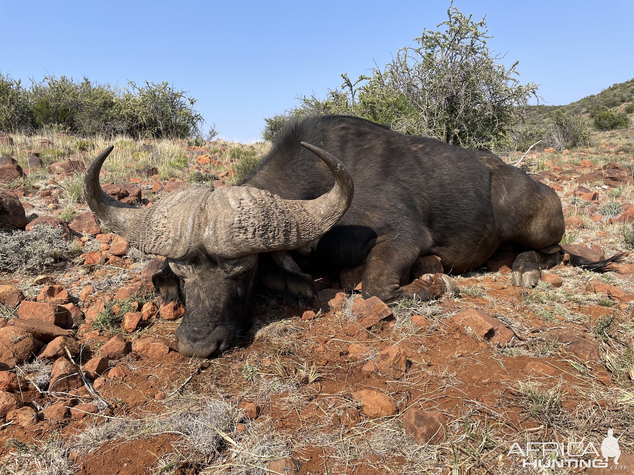 Buffalo Hunt South Africa