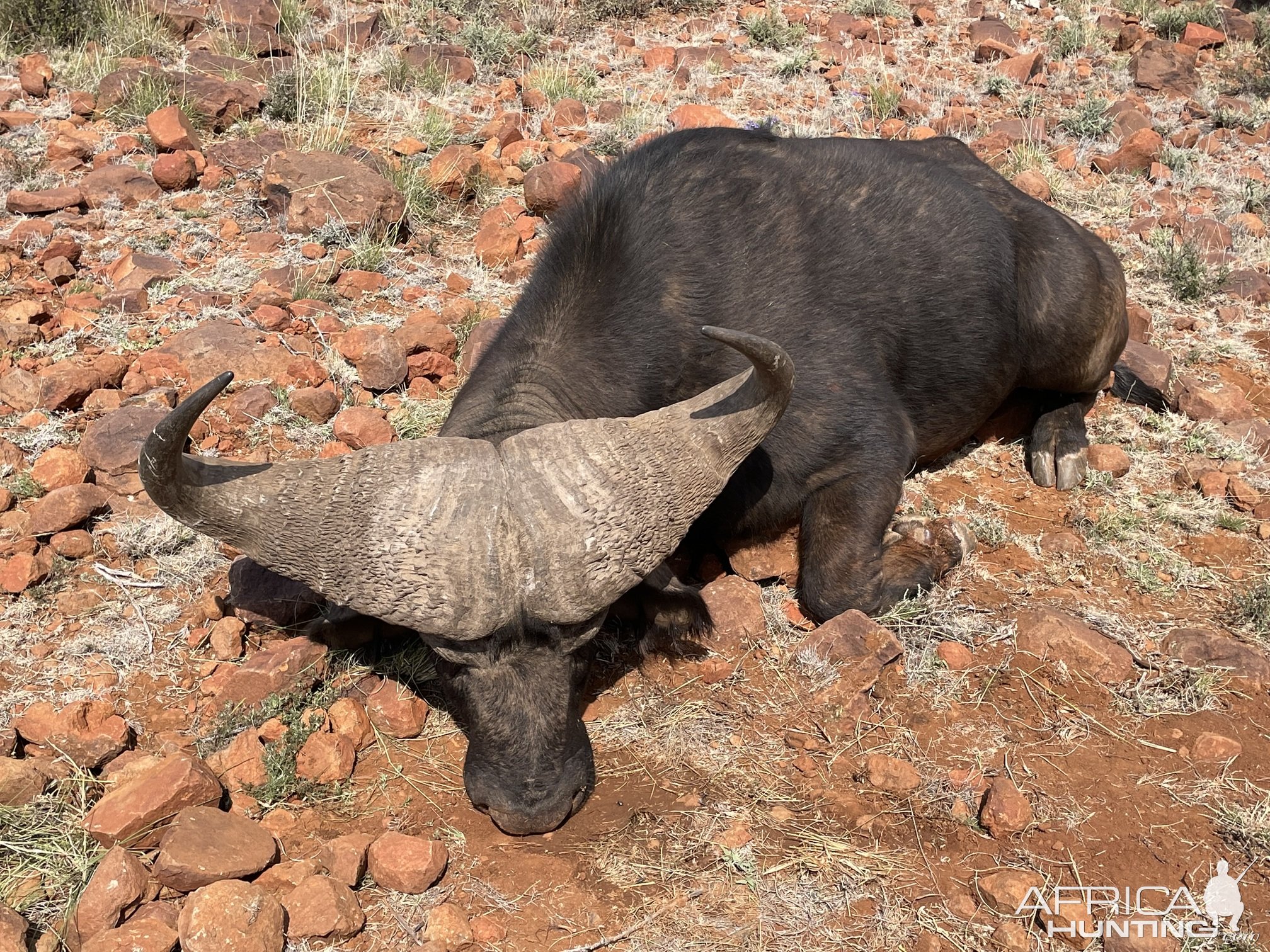 Buffalo Hunt South Africa