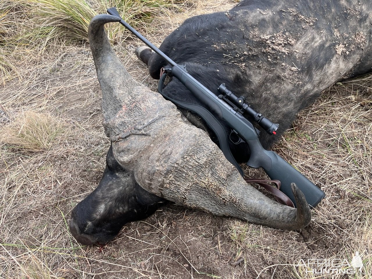 Buffalo Hunt South Africa