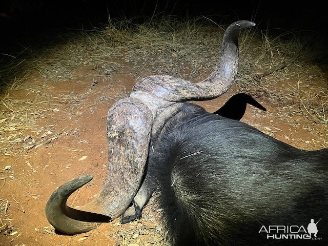 Buffalo Hunt South Africa