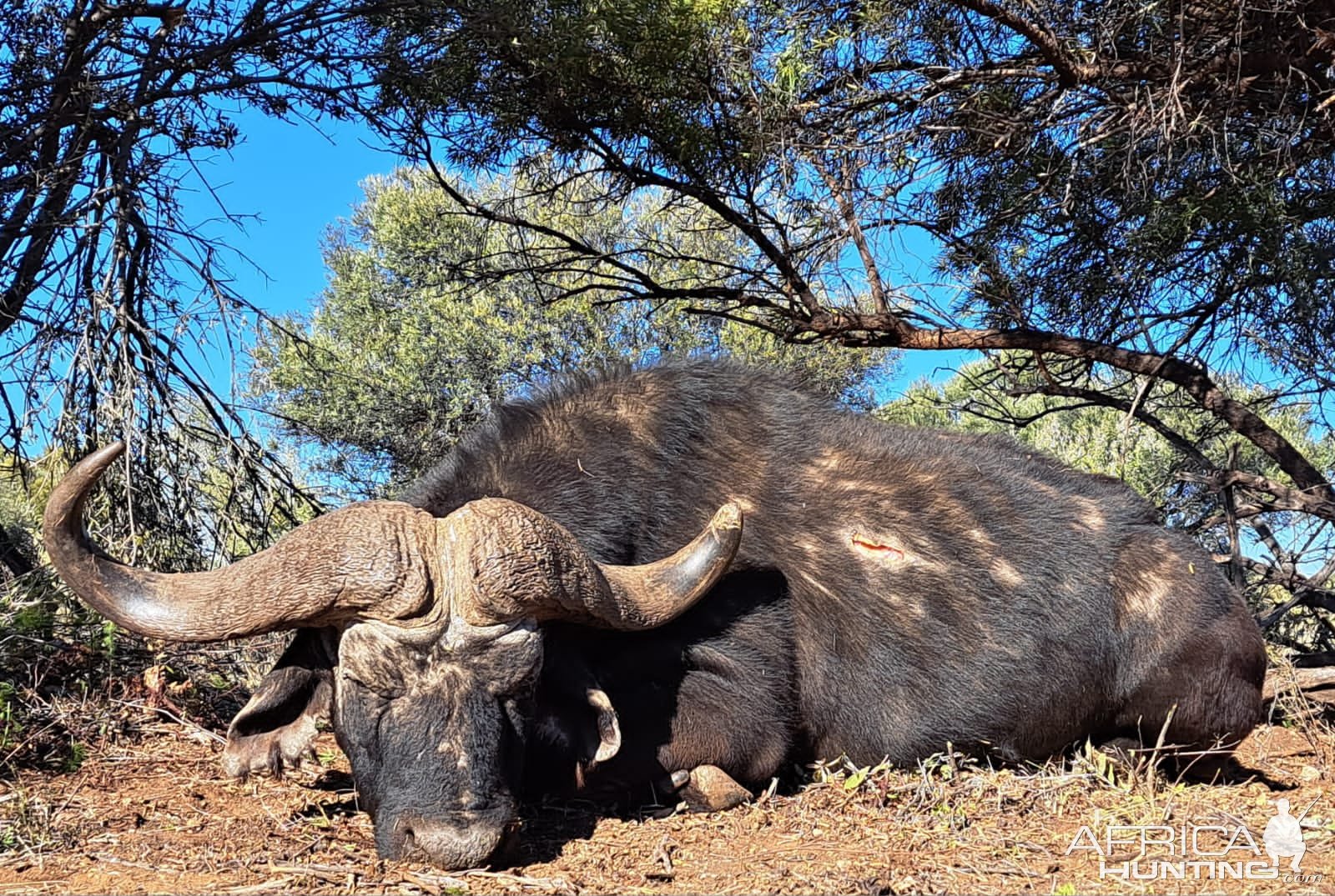 Buffalo Hunt South Africa