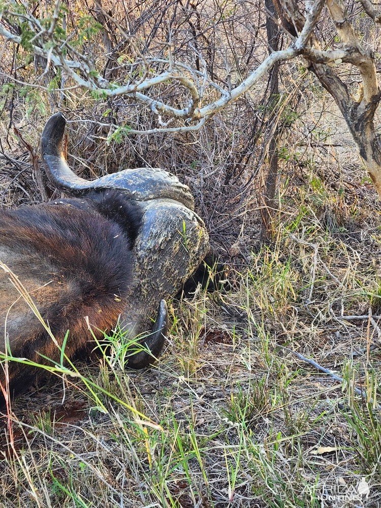 Buffalo Hunt South Africa