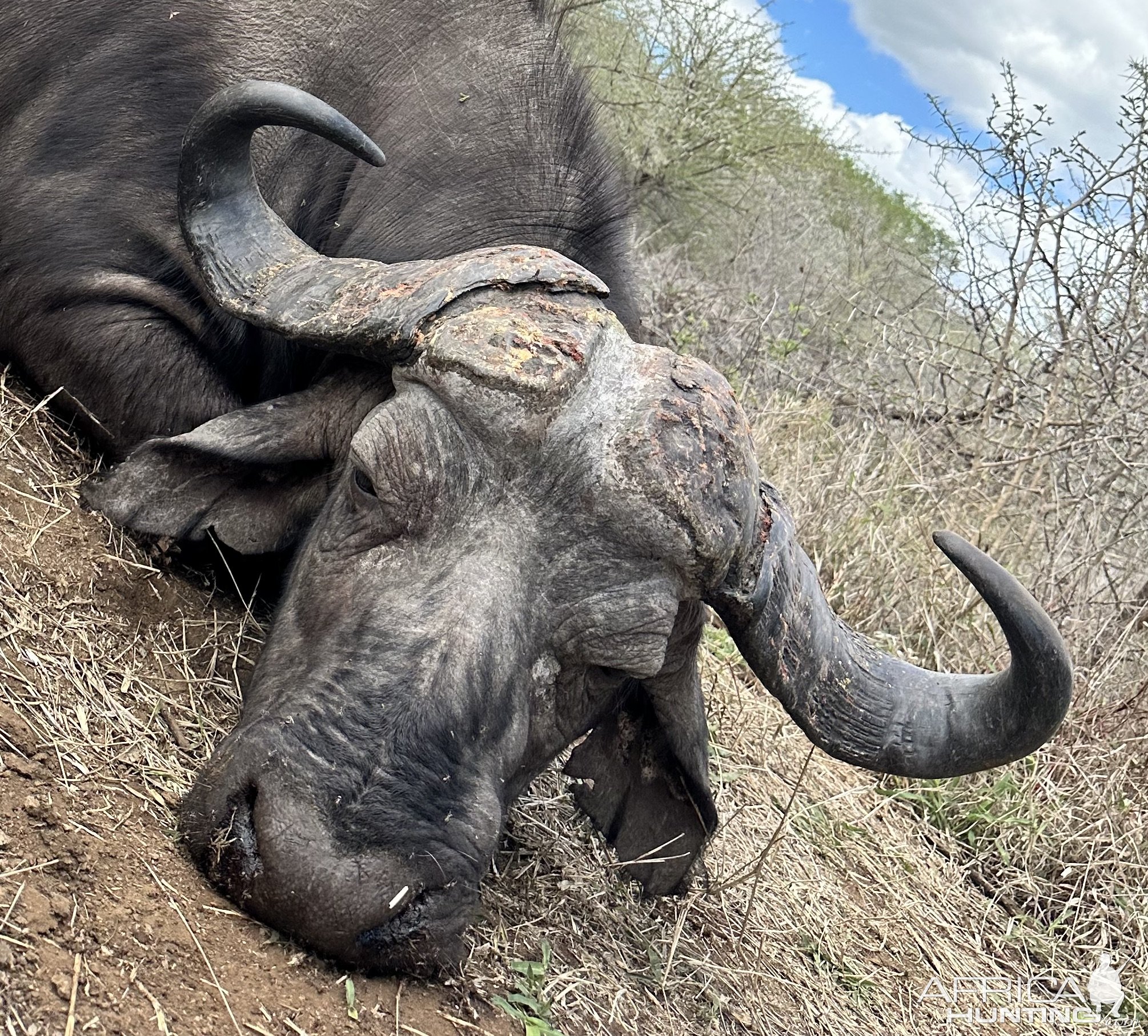 Buffalo Hunt South Africa