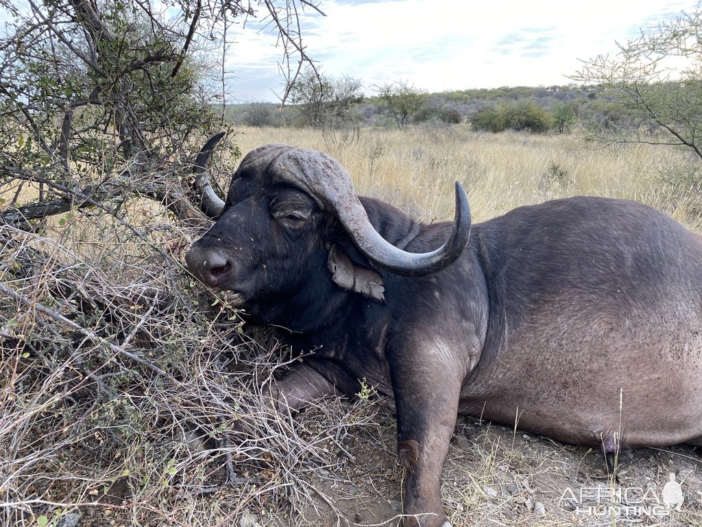 Buffalo Hunt South Africa