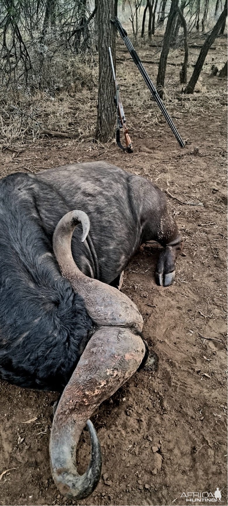 Buffalo Hunt South Africa