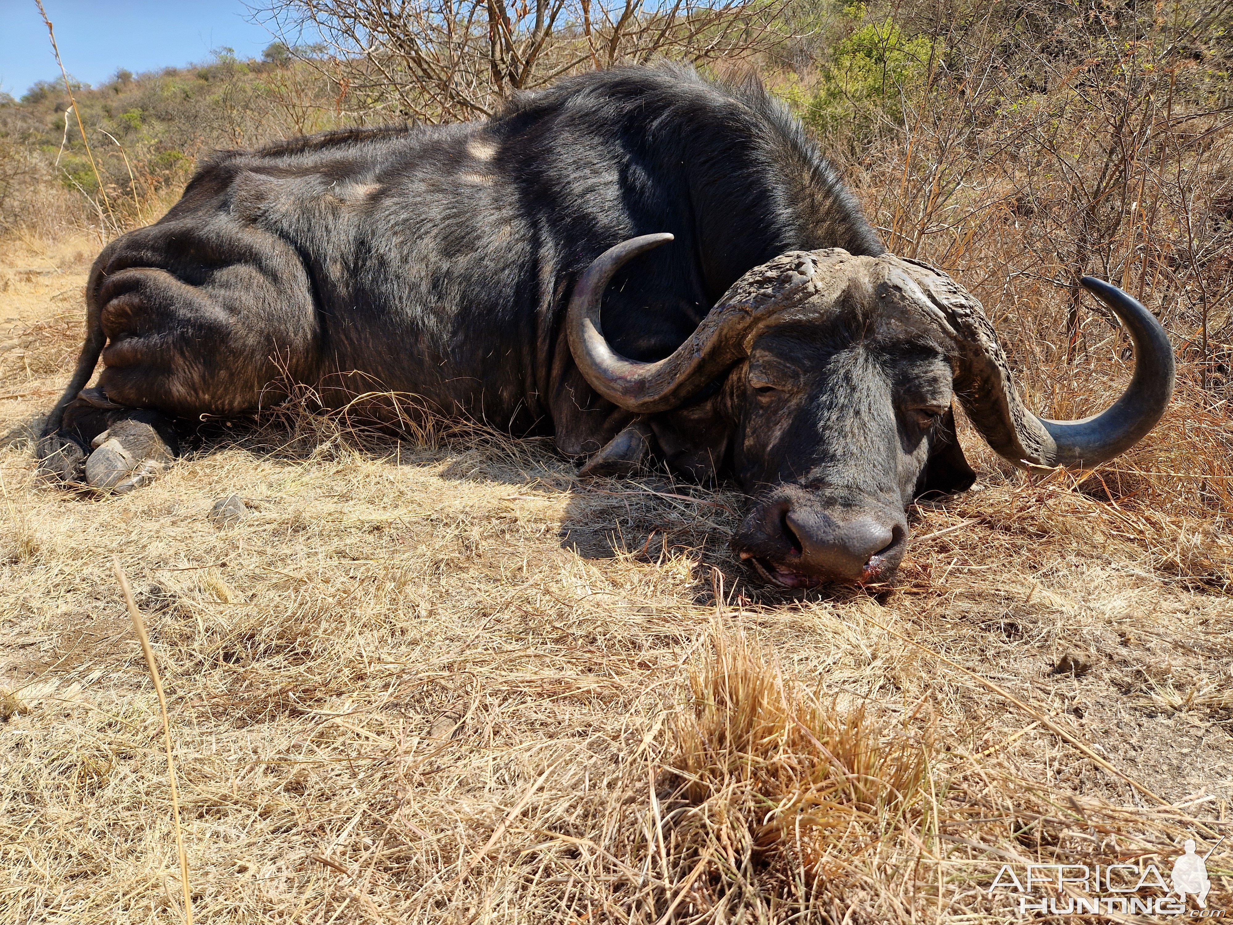 Buffalo Hunt South Africa