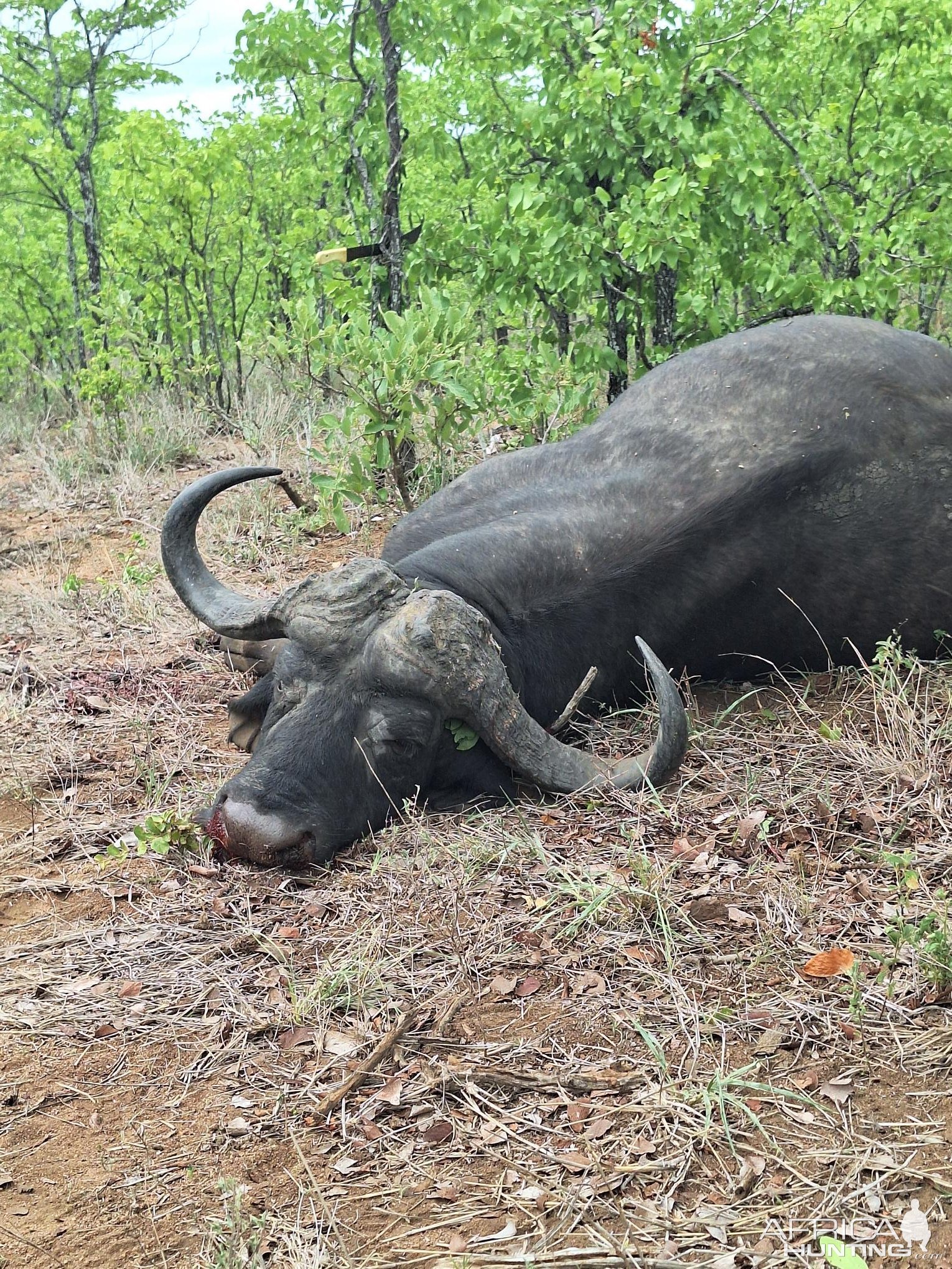 Buffalo Hunt South Africa