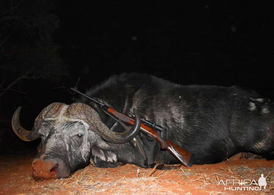 Buffalo Hunt South Africa