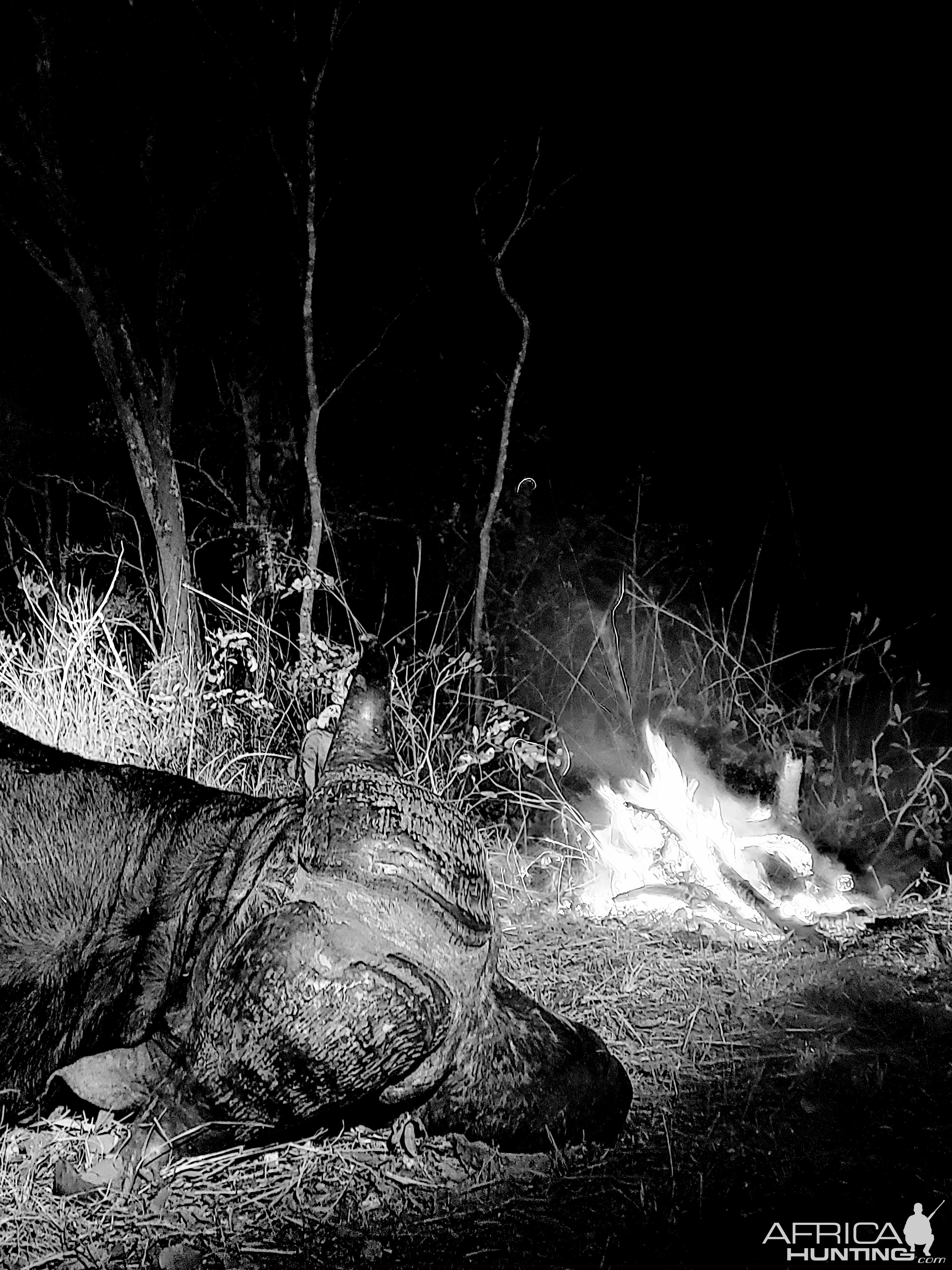 Buffalo Hunt Tanzania