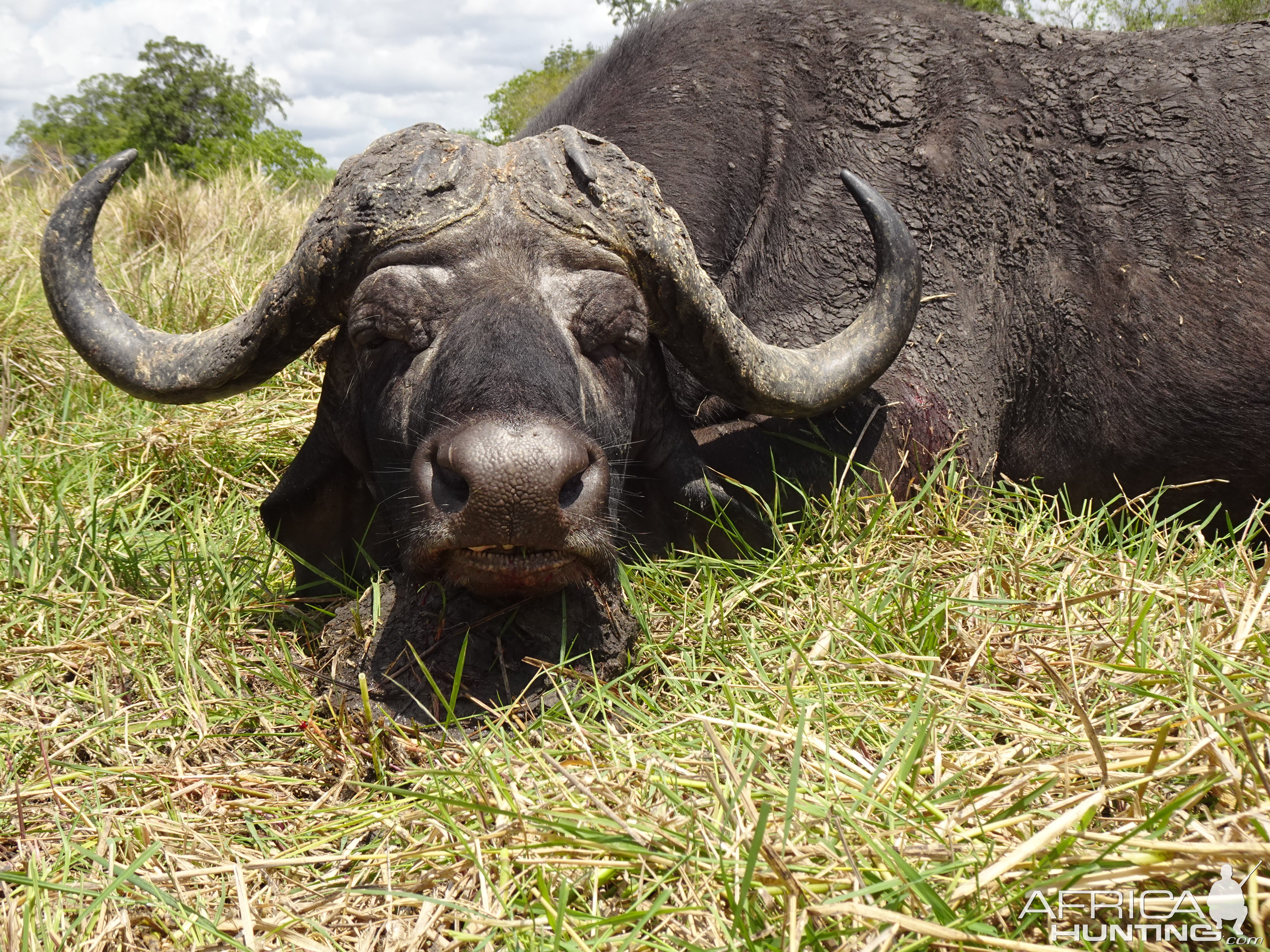 Buffalo Hunt Tanzania