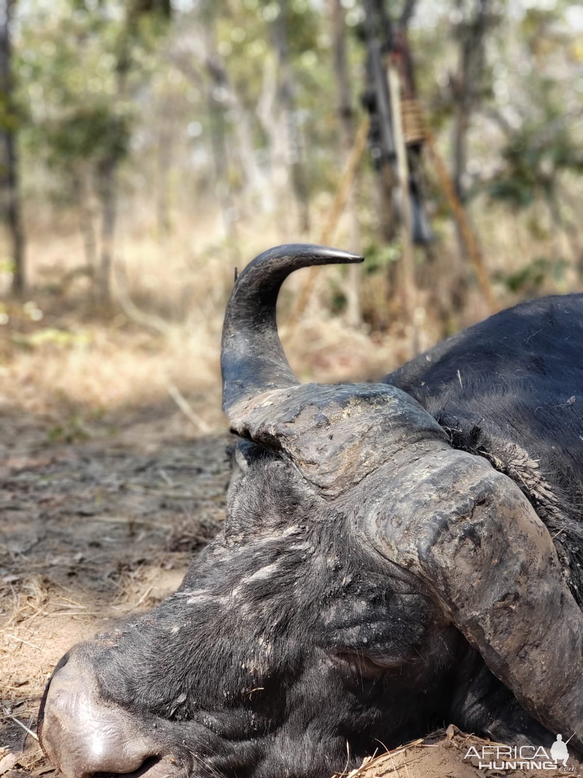 Buffalo Hunt Tanzania