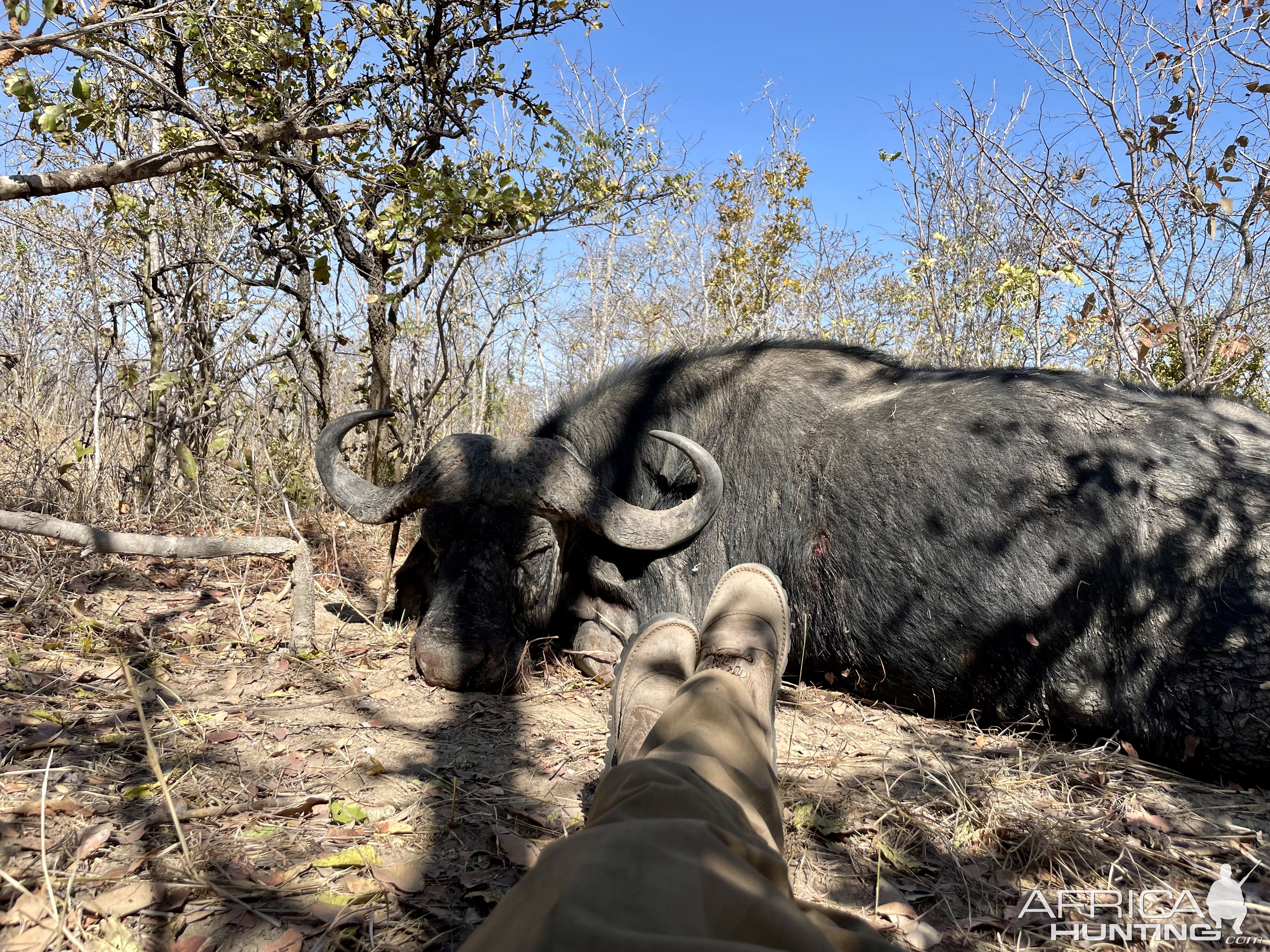 Buffalo Hunt Tanzania