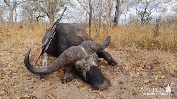 Buffalo Hunt Tanzania