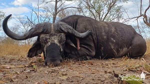 Buffalo Hunt Tanzania