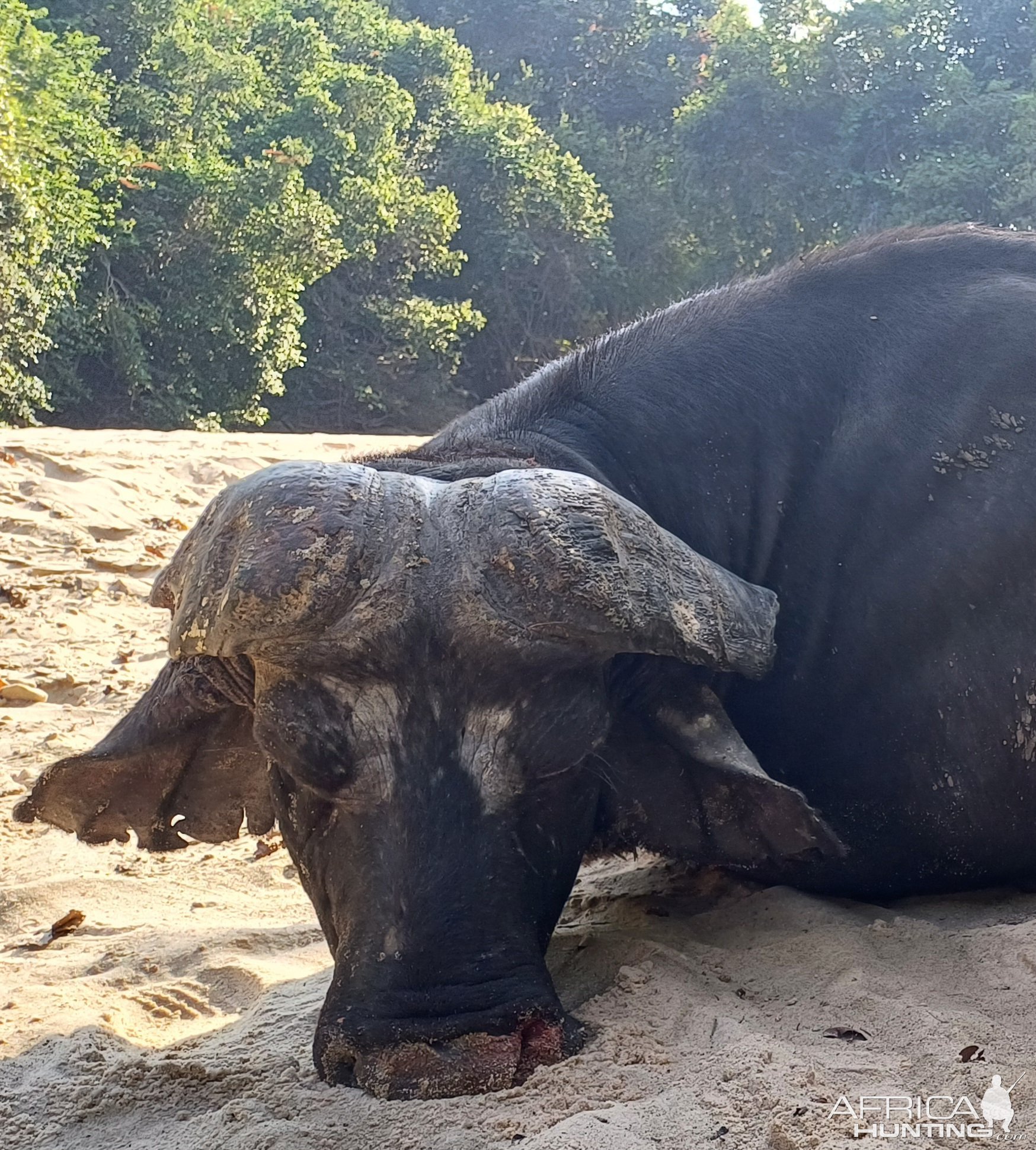 Buffalo Hunt Tanzania