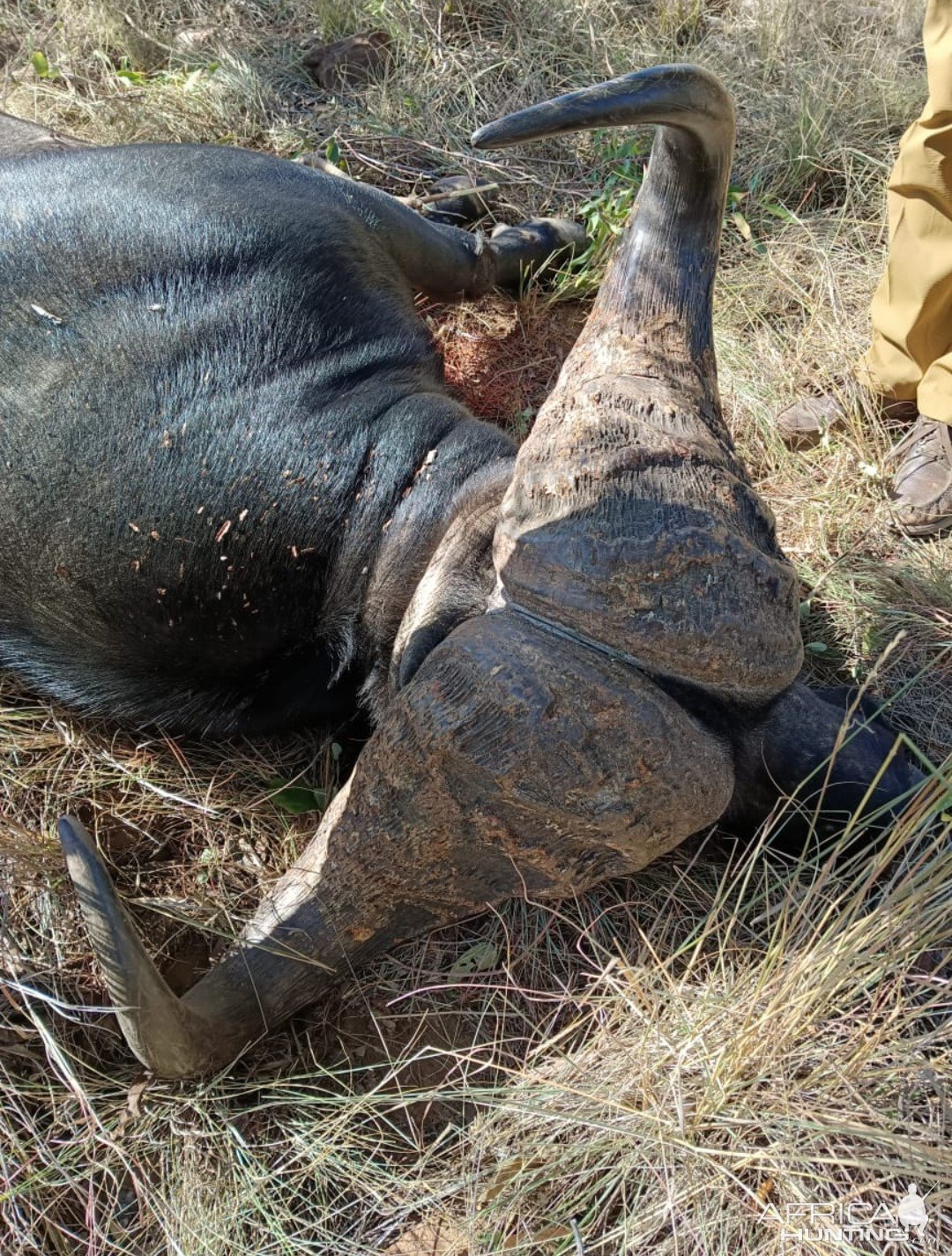 Buffalo Hunt Tanzania