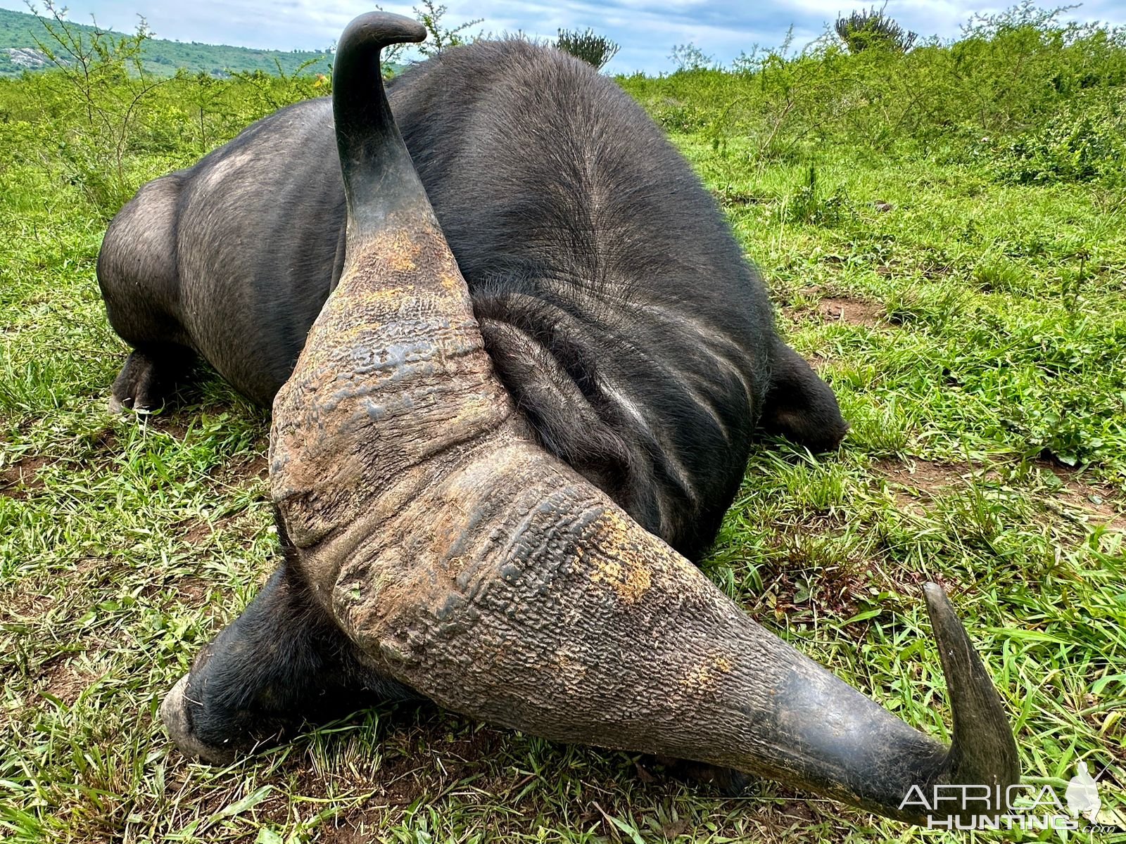 Buffalo Hunt Uganda