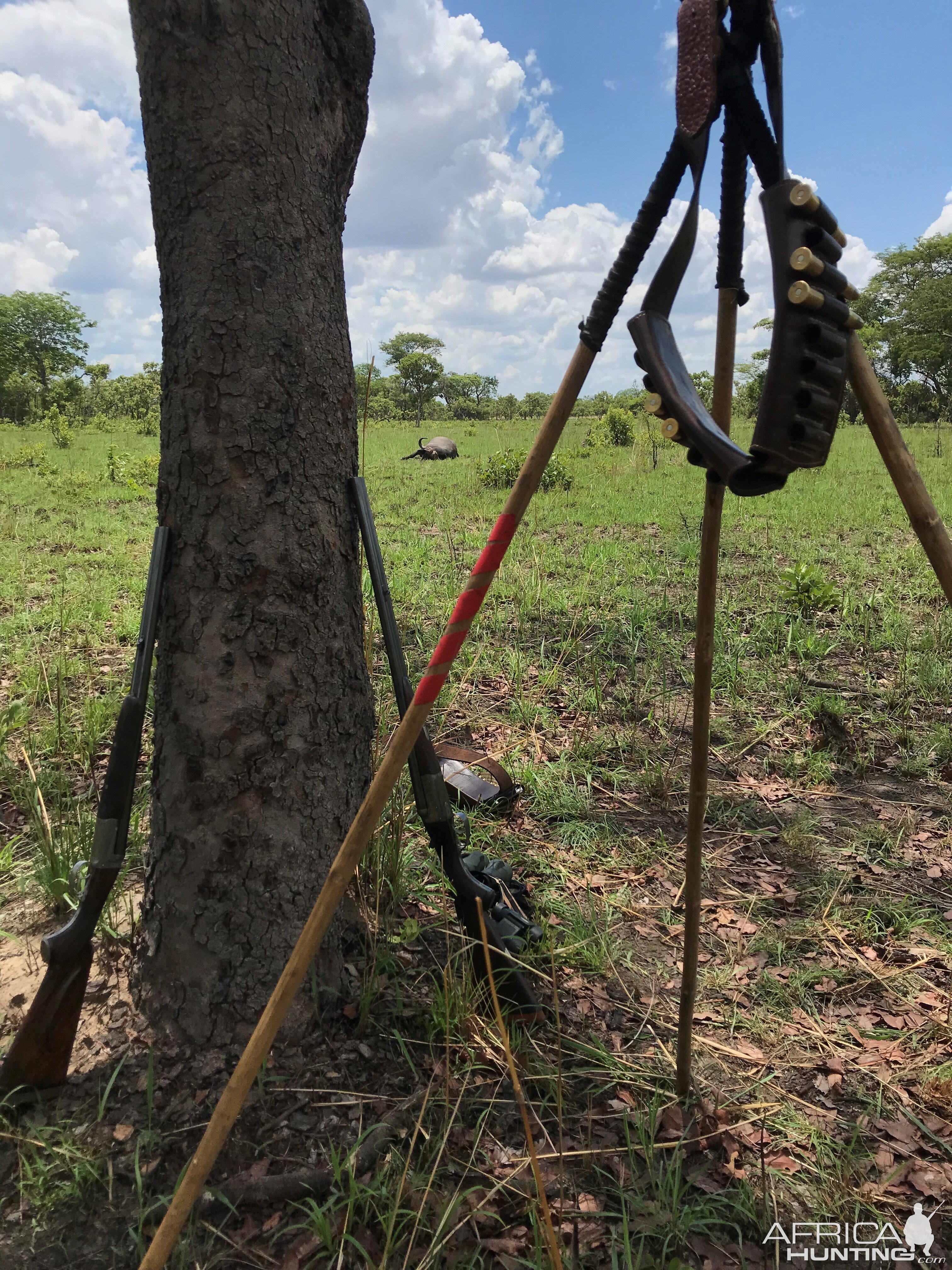 Buffalo Hunt With Shooting Stick