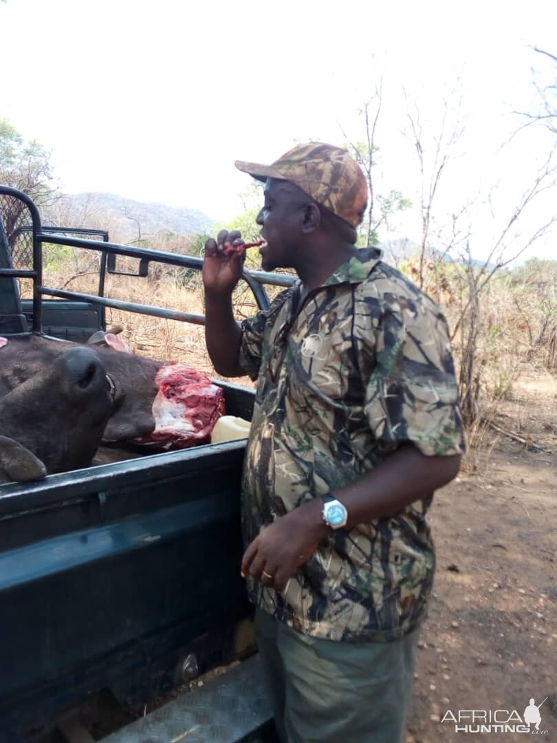 Buffalo Hunt Zambia