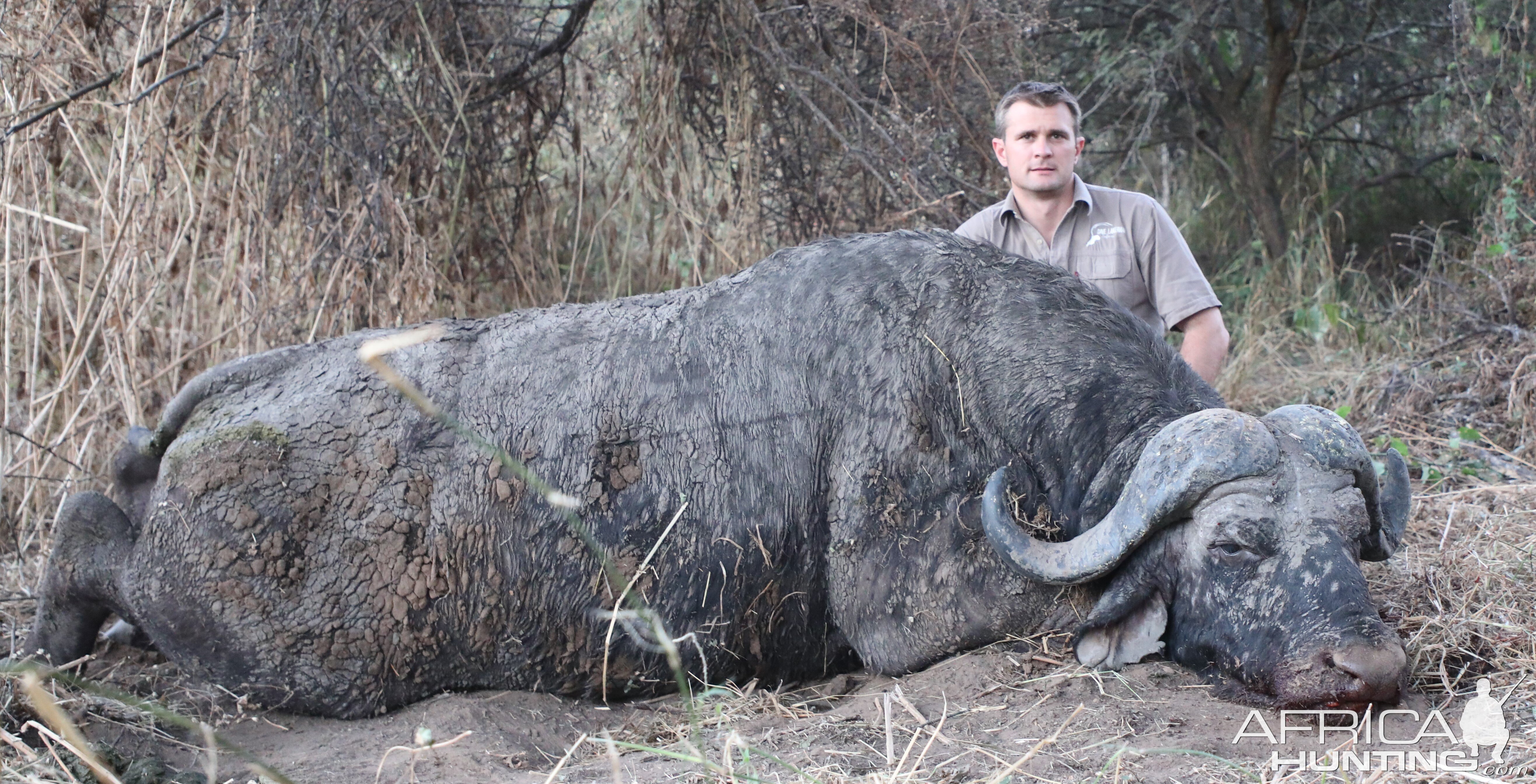 Buffalo Hunt Zimbabwe