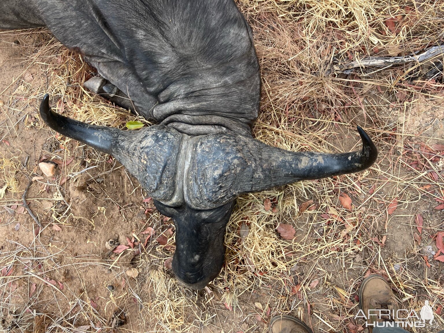 Buffalo Hunt Zimbabwe