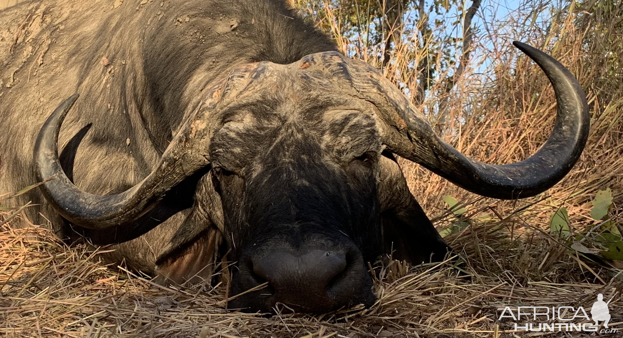 Buffalo Hunt Zimbabwe