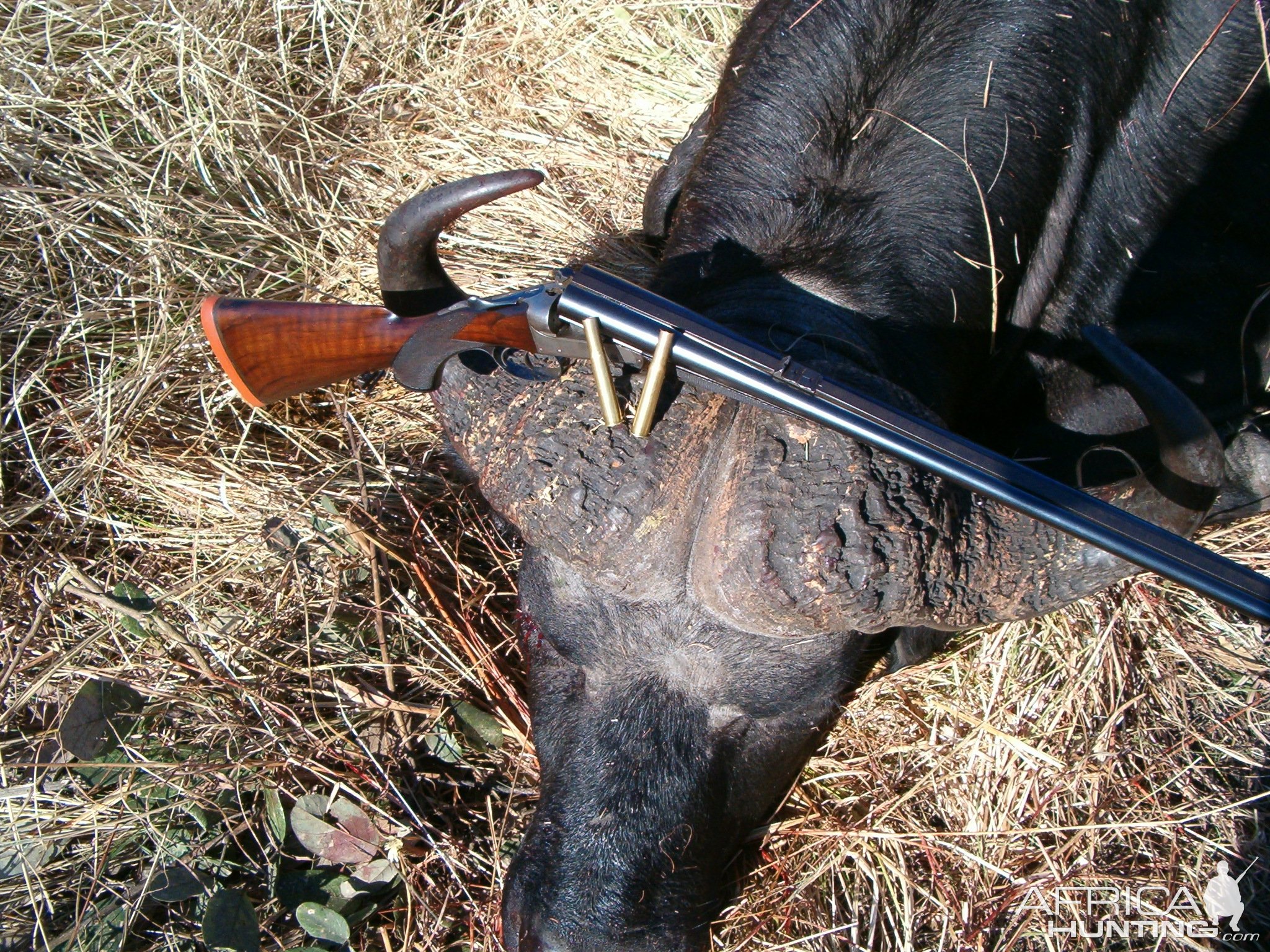 Buffalo Hunt Zimbabwe