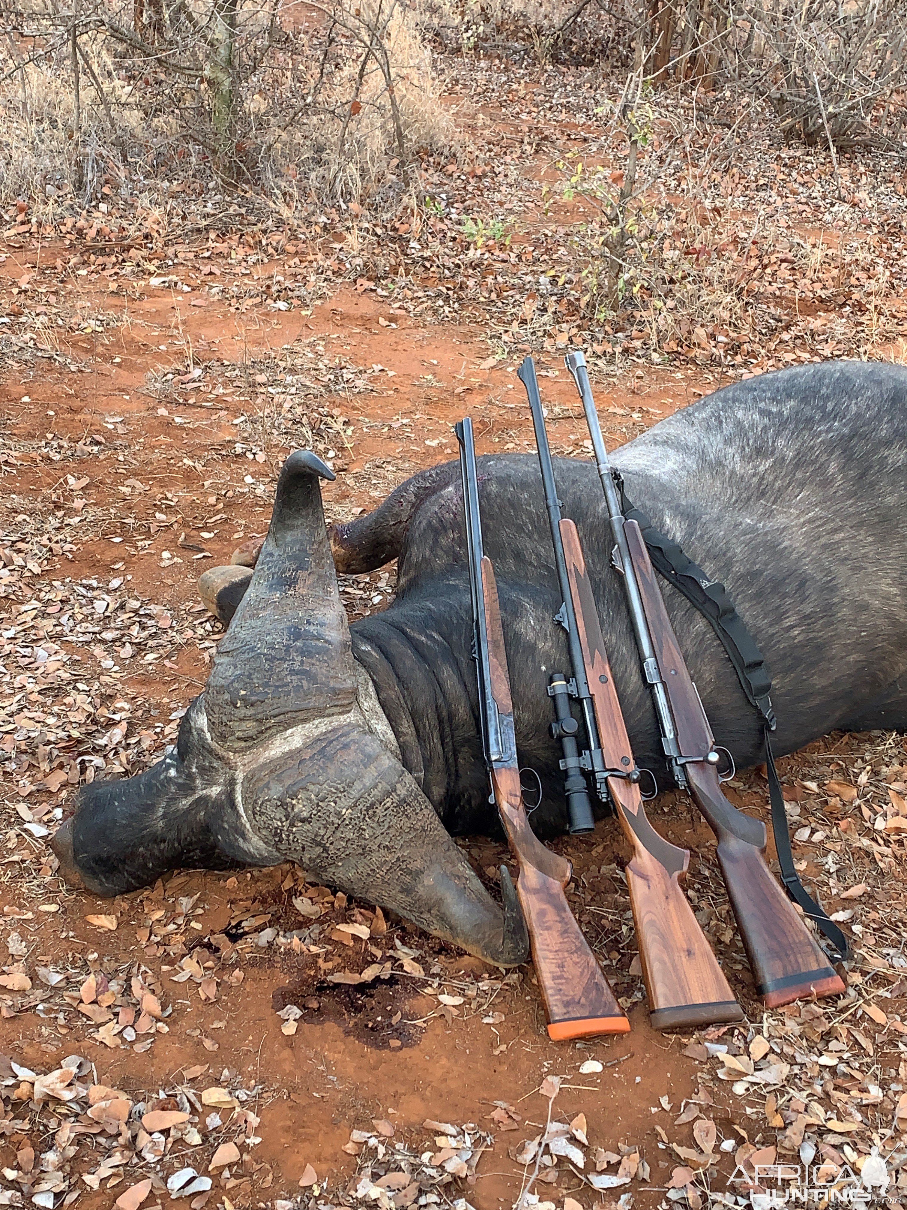 Buffalo Hunt Zimbabwe