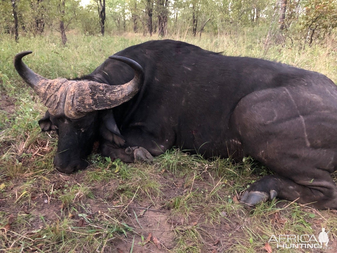 Buffalo Hunt Zimbabwe