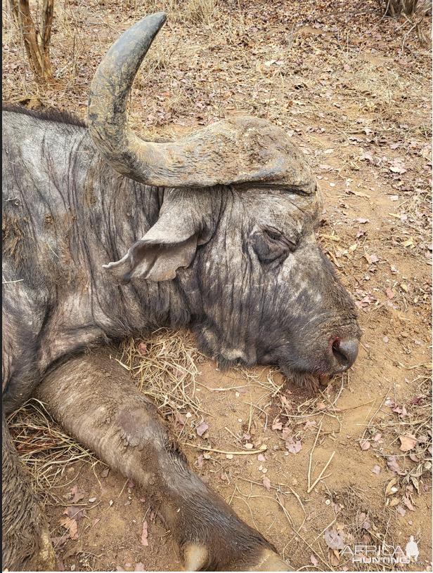 Buffalo Hunt Zimbabwe