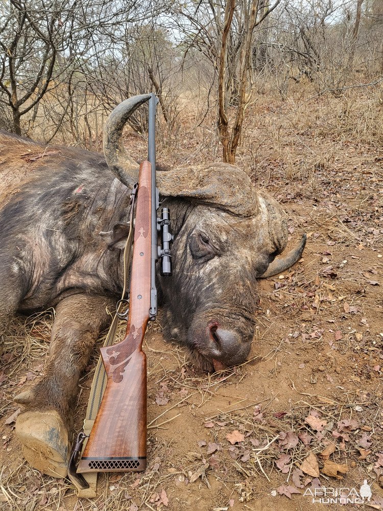 Buffalo Hunt Zimbabwe