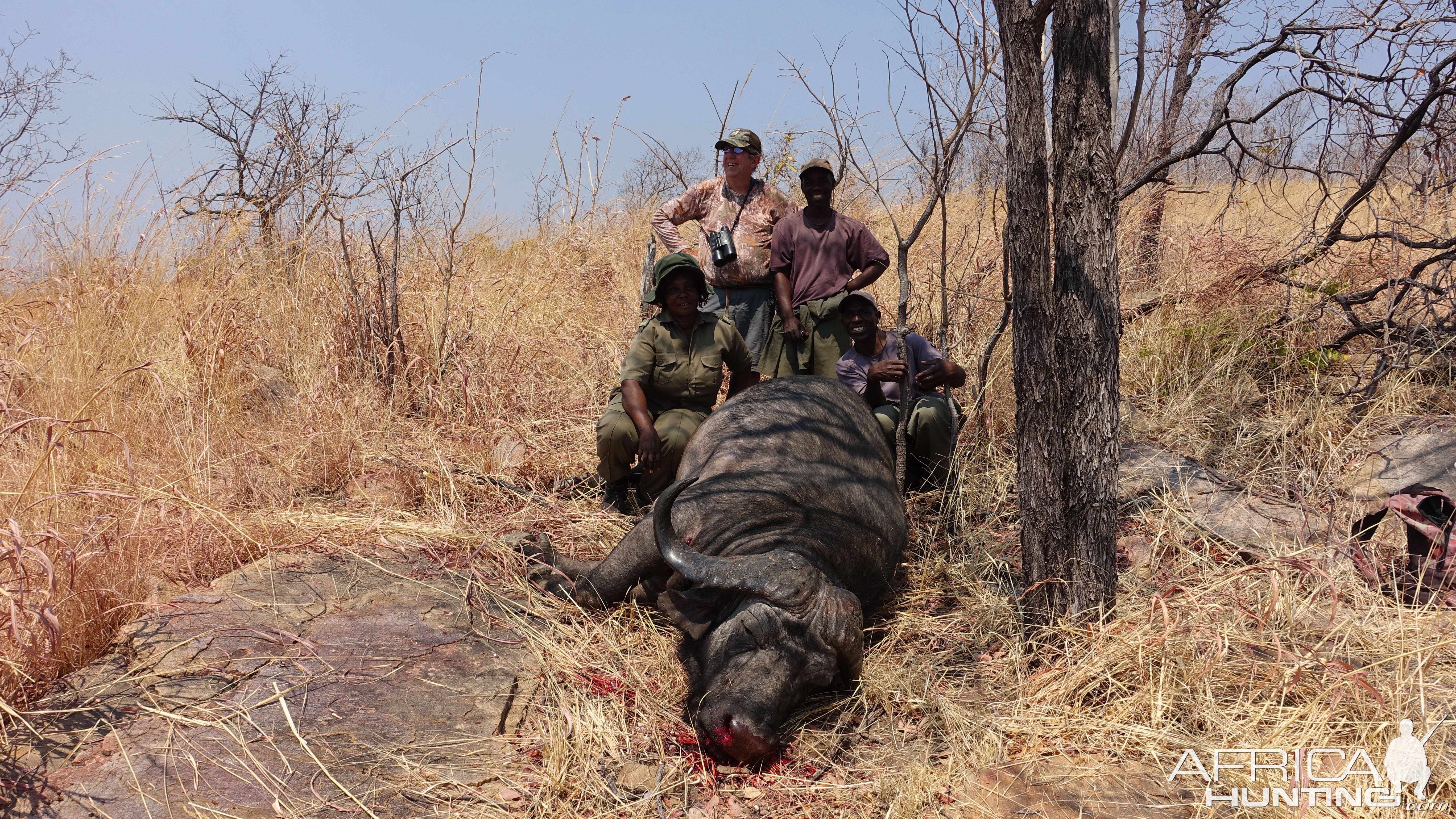 Buffalo Hunt Zimbabwe