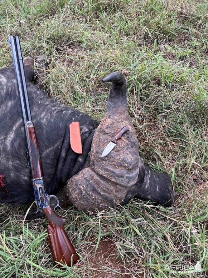 Buffalo Hunt Zimbabwe