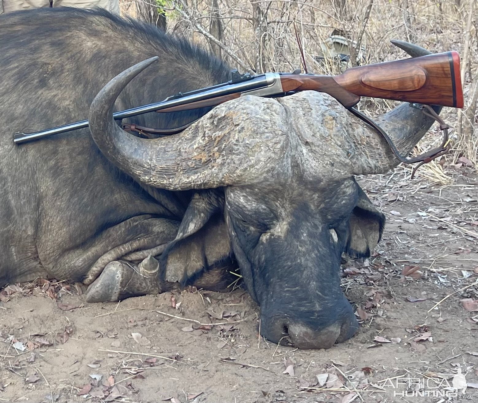 Buffalo Hunt Zimbabwe