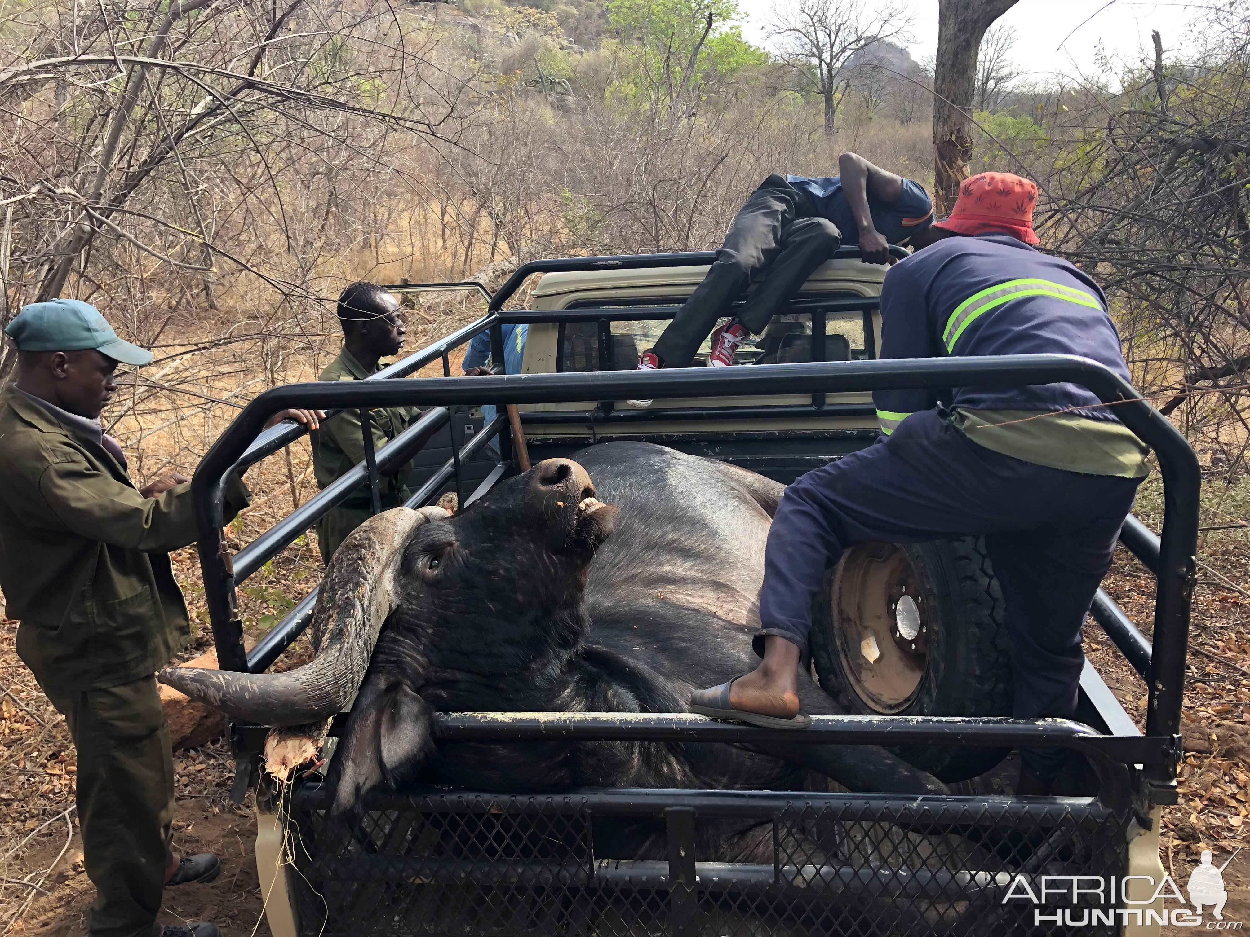 Buffalo Hunt Zimbabwe