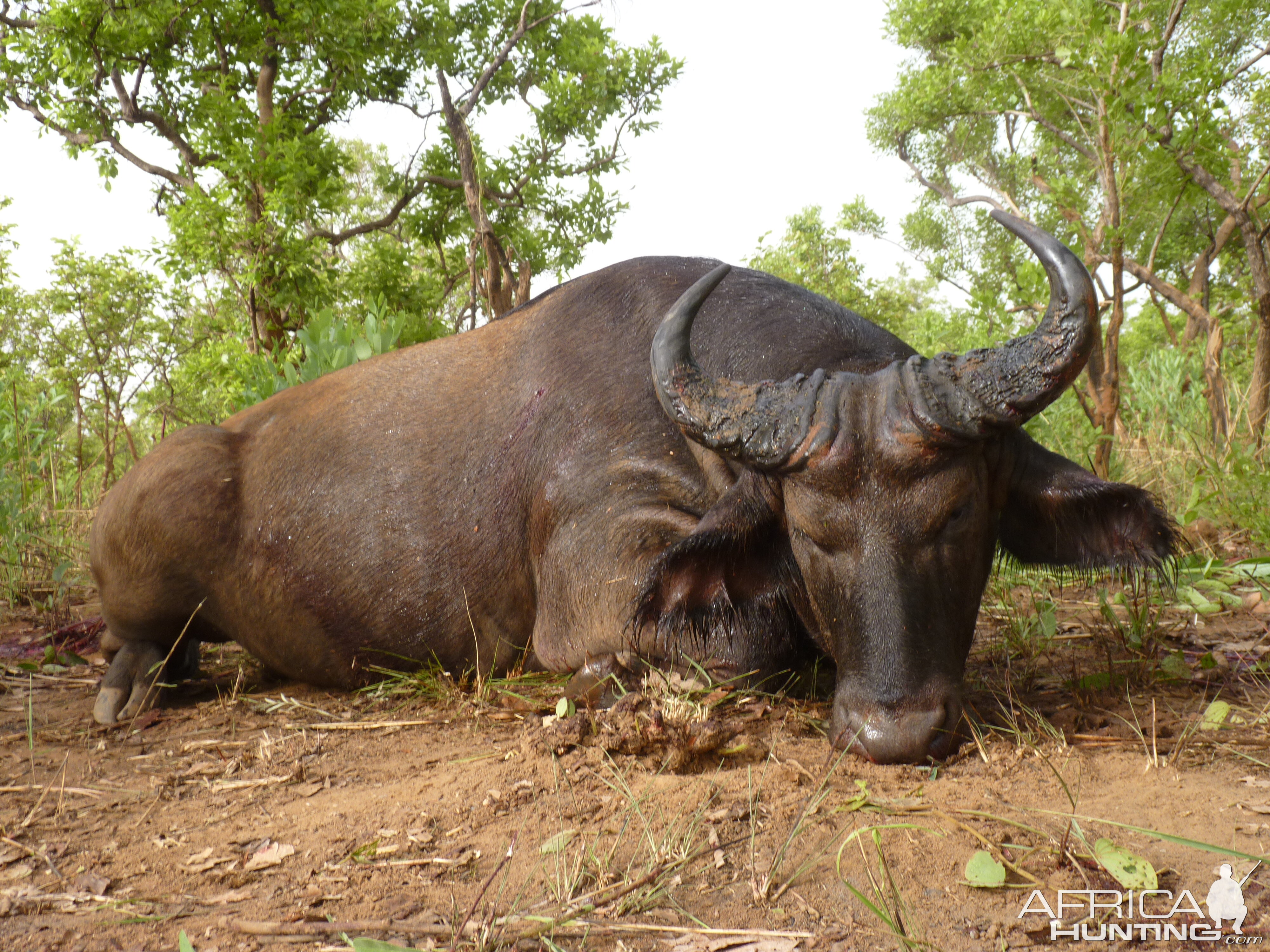 Buffalo hunted in CAR