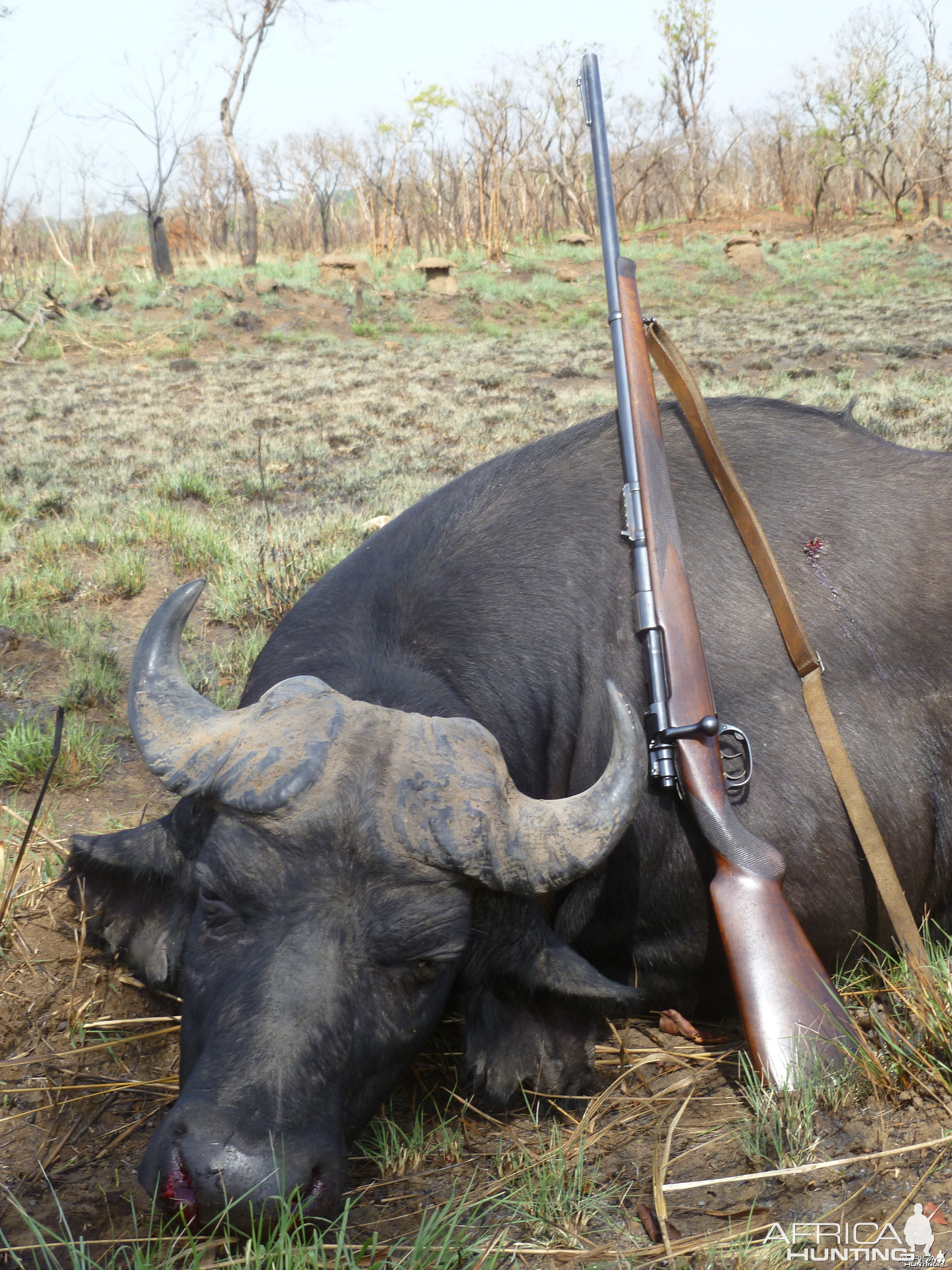 Buffalo hunted in Central African Republic with CAWA