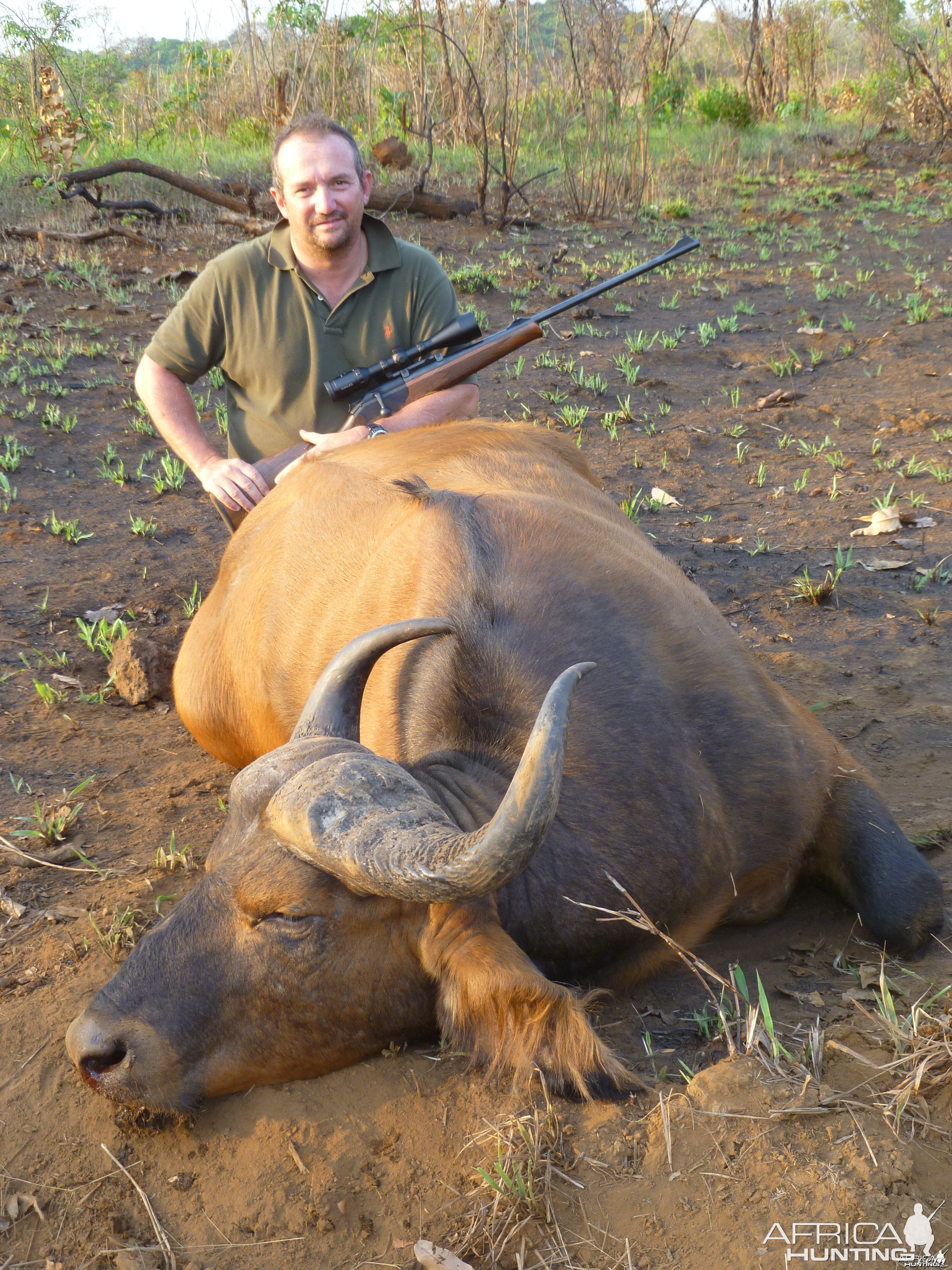 Buffalo hunted in Central African Republic with CAWA