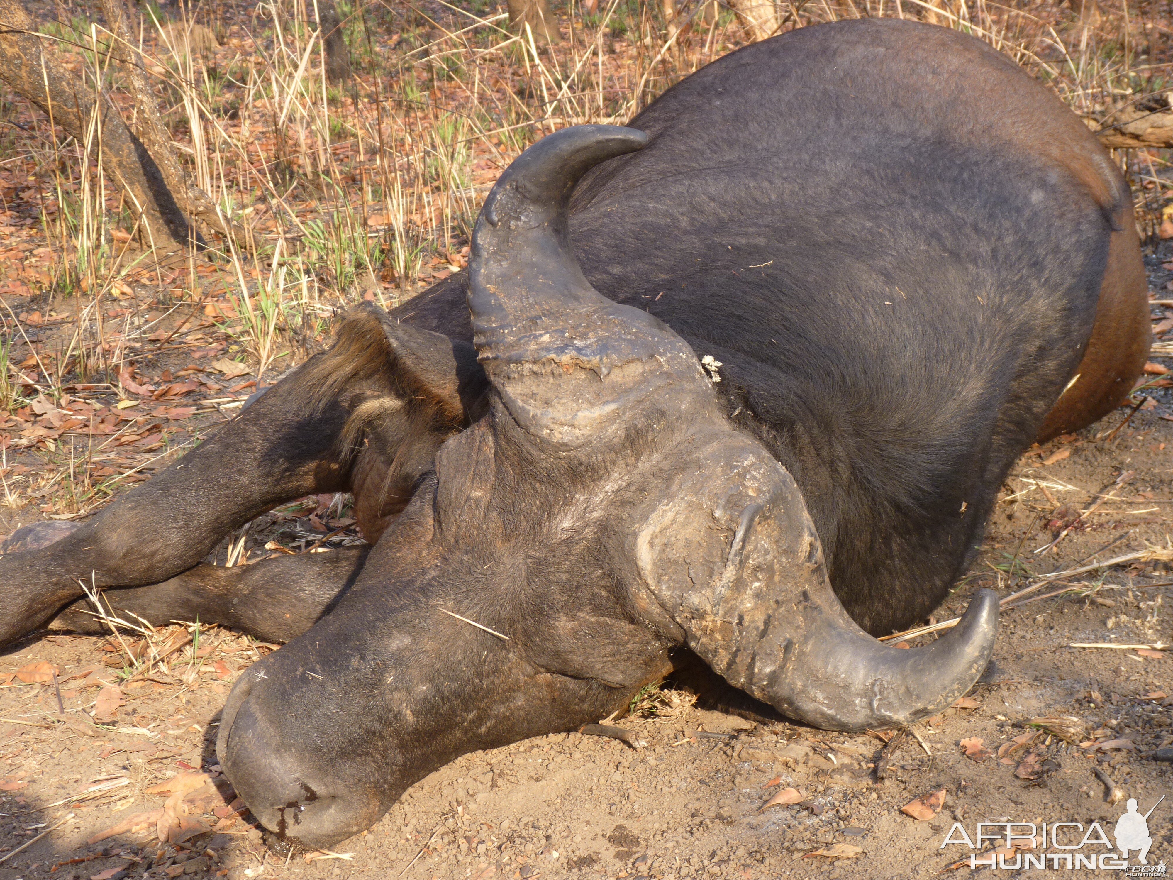 Buffalo hunted in Central African Republic