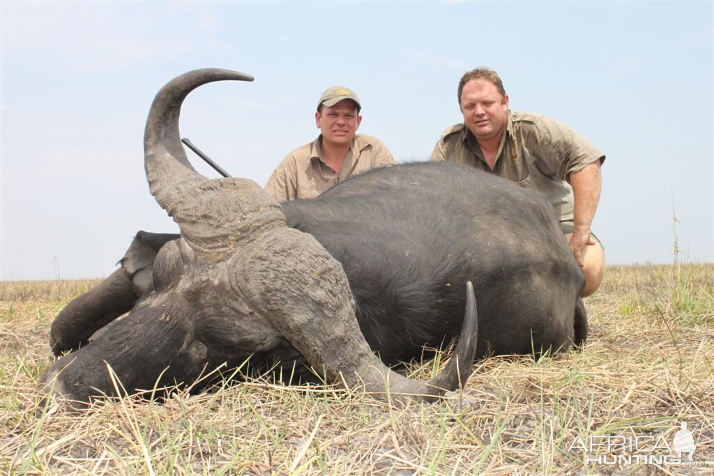 Buffalo hunted in Namibia Chobe flood plains