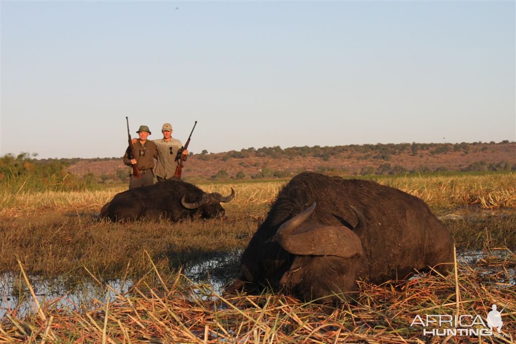 Buffalo hunted in Namibia Chobe flood plains