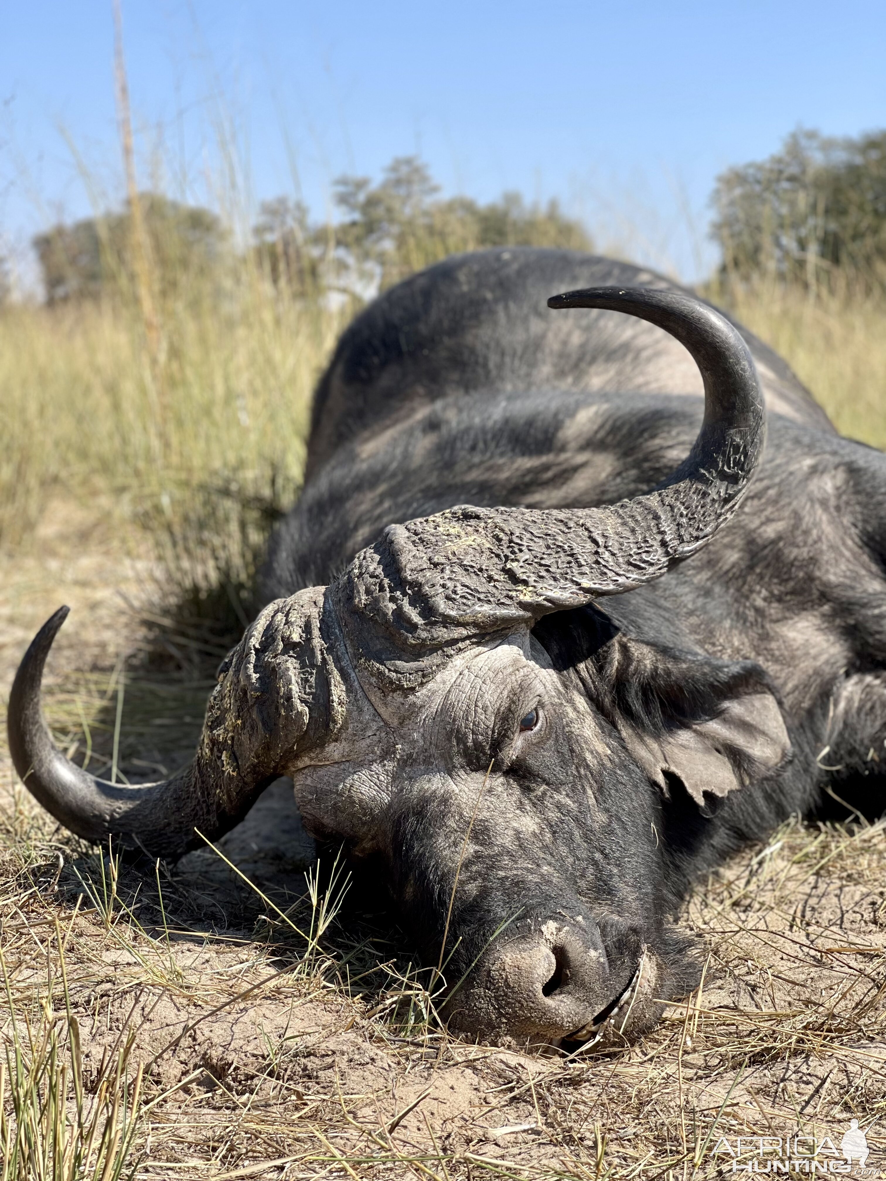 Buffalo hunted in Namibia with Zana Botes Safari