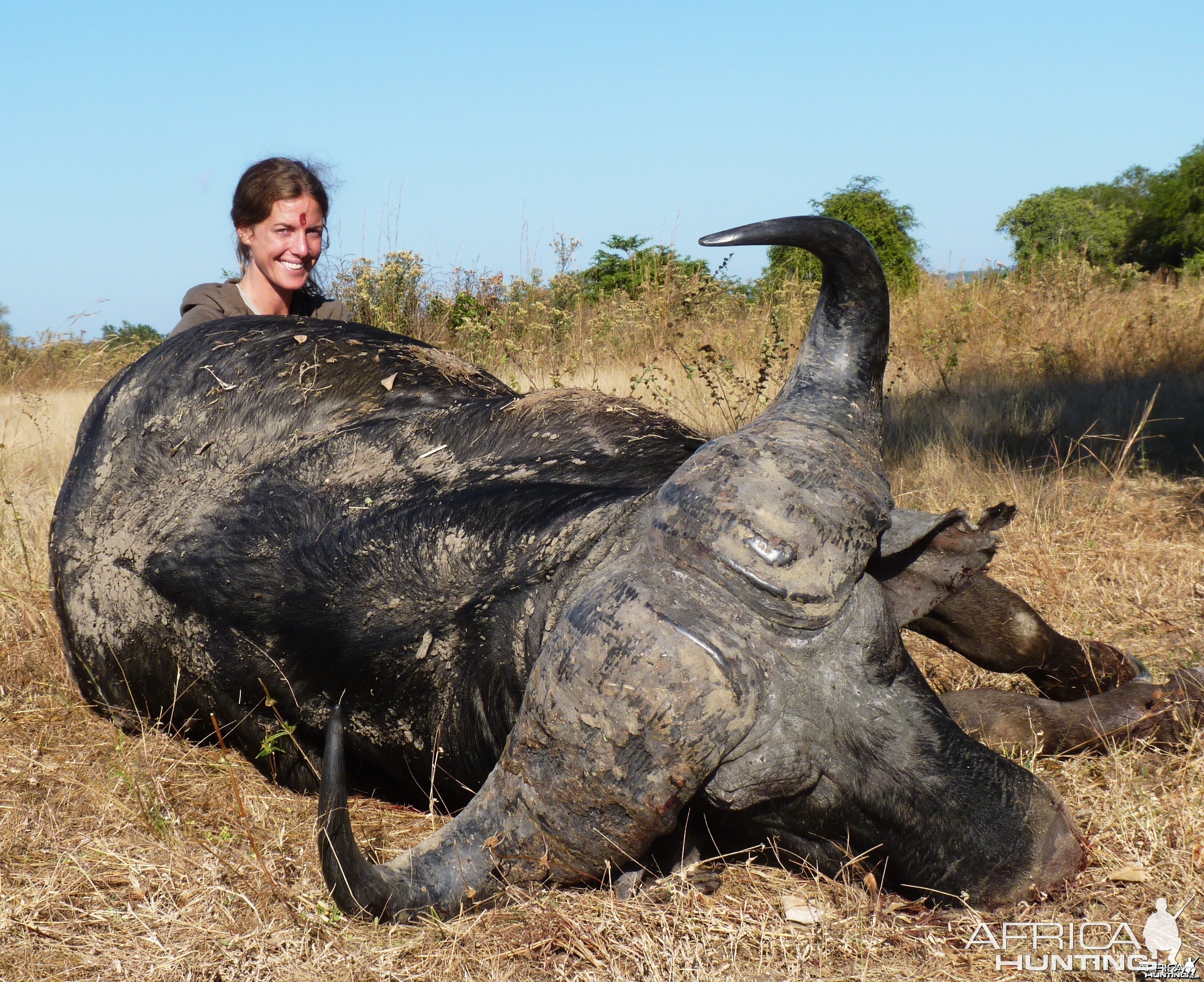 Buffalo hunted in tanzania with a 375HH