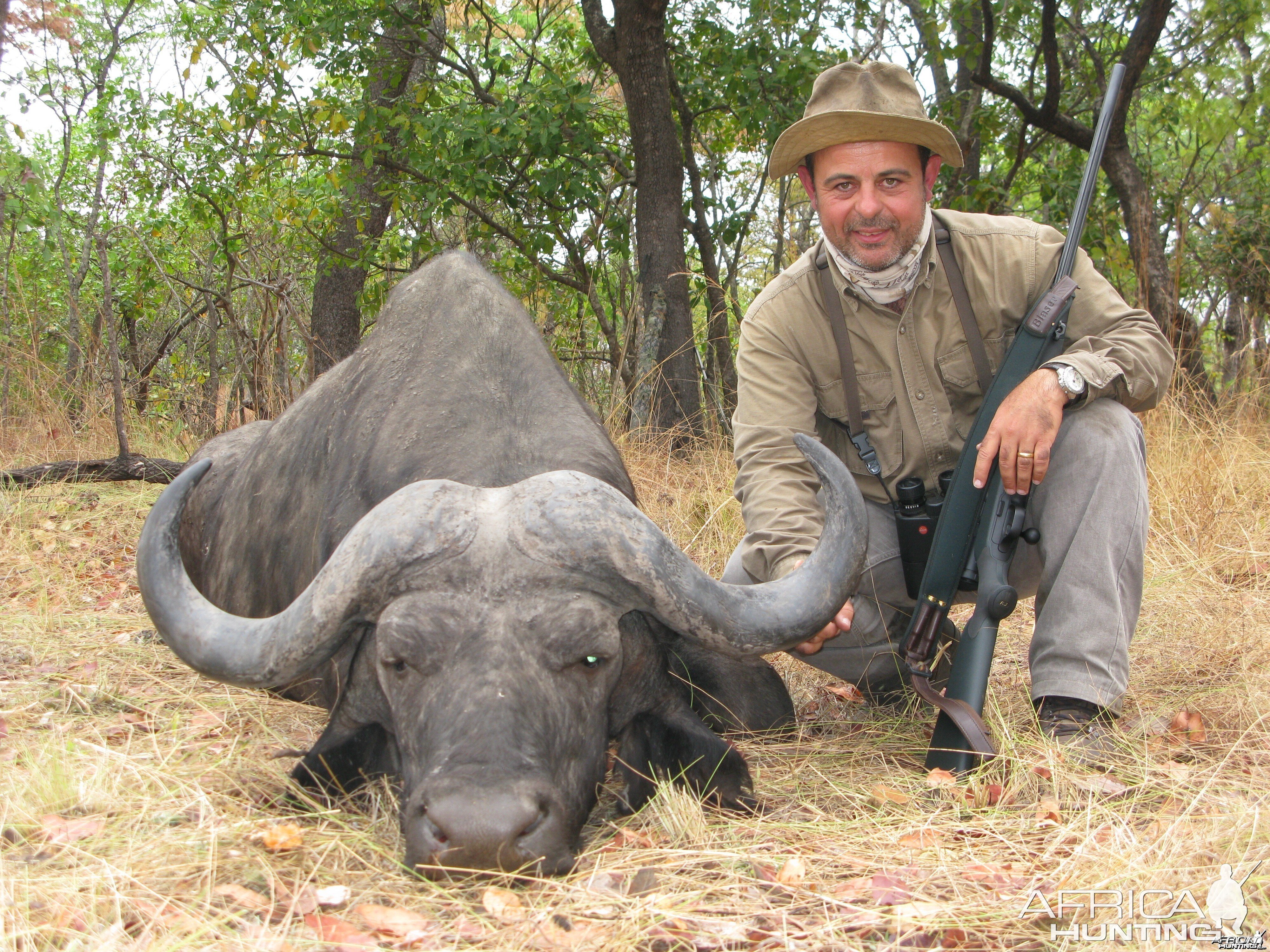 Buffalo hunted in Zambia