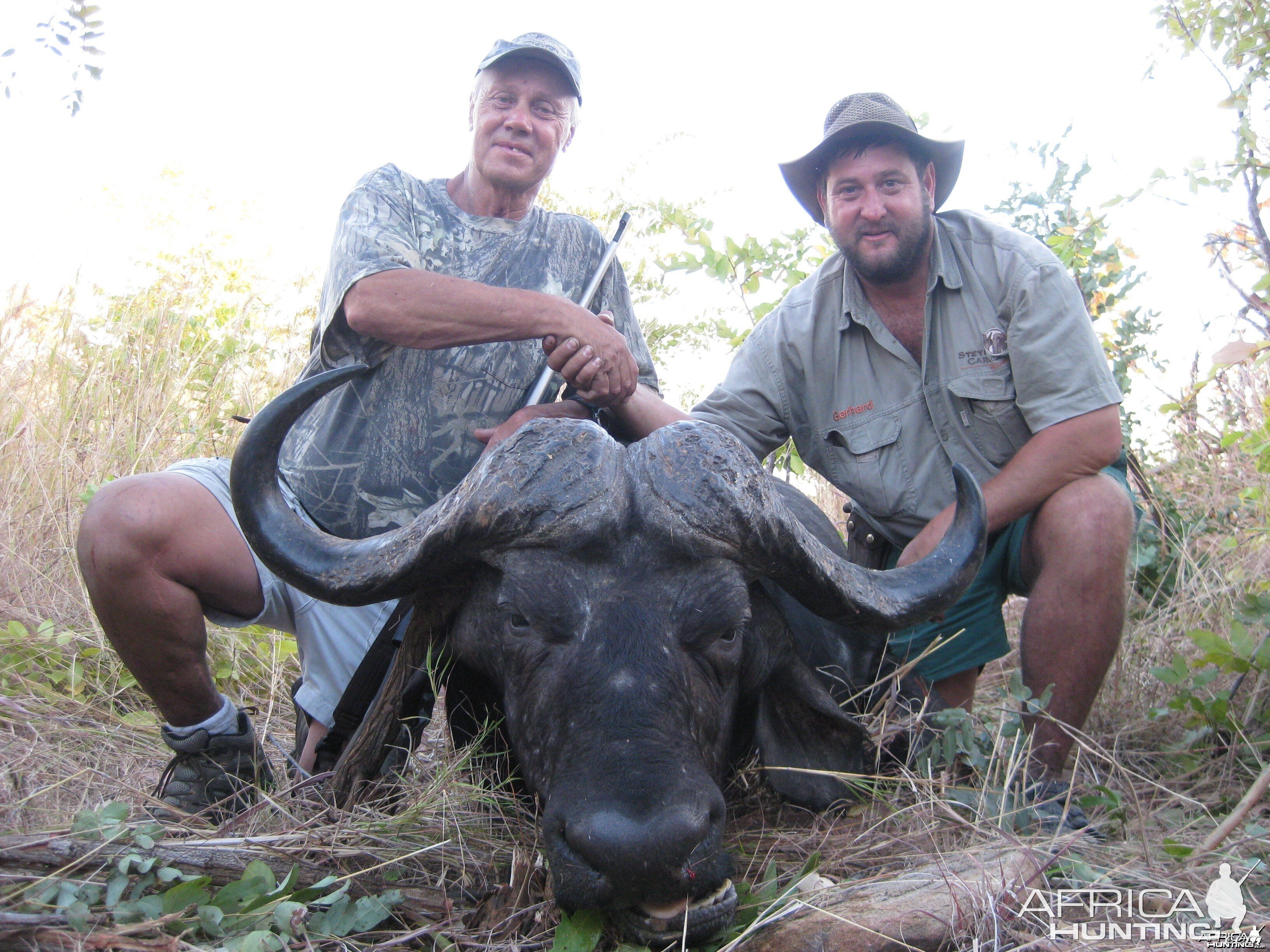 Buffalo hunted in Zimbabwe with Steyn Caracal Safaris