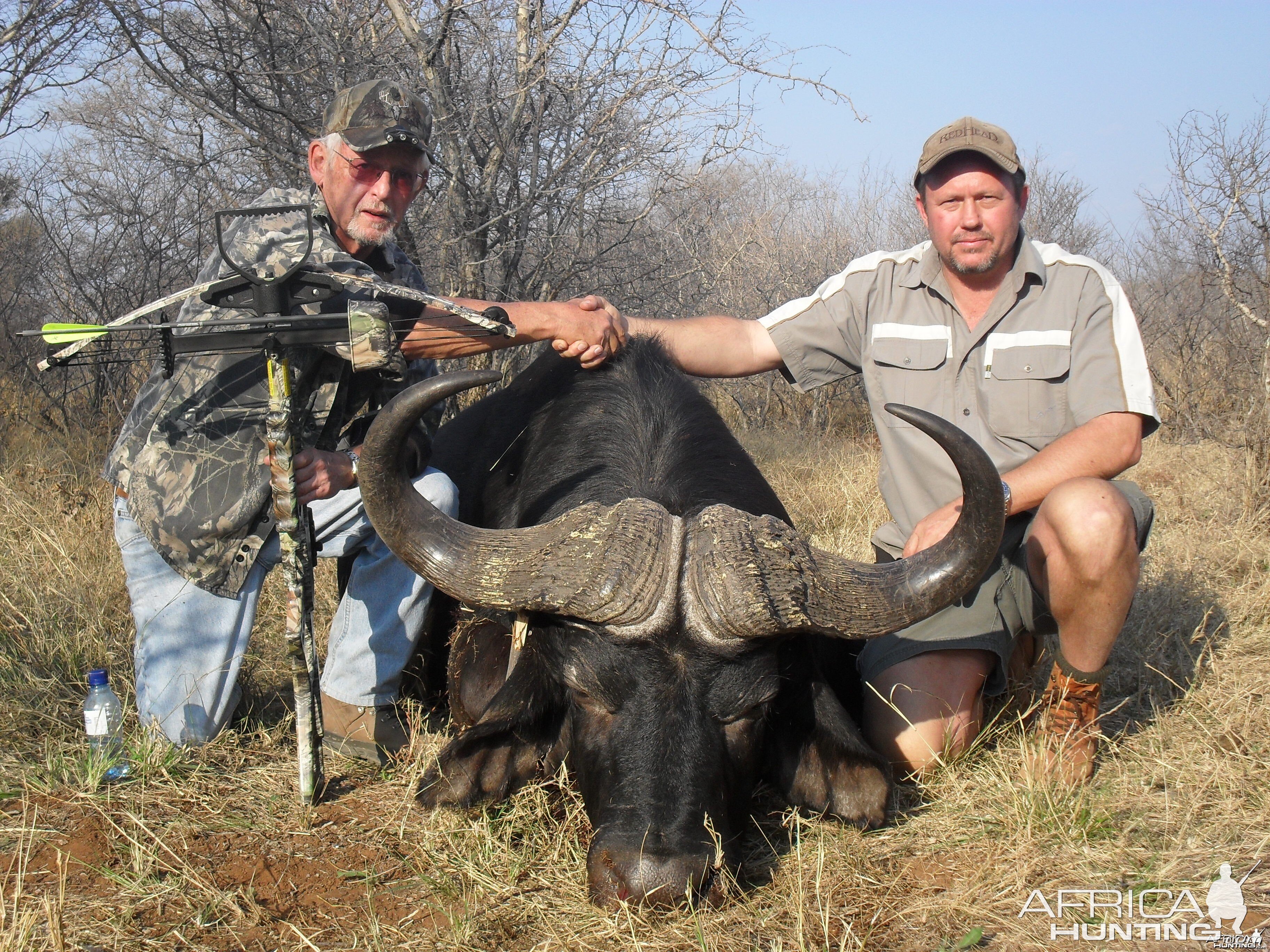 Buffalo hunted with crossbow