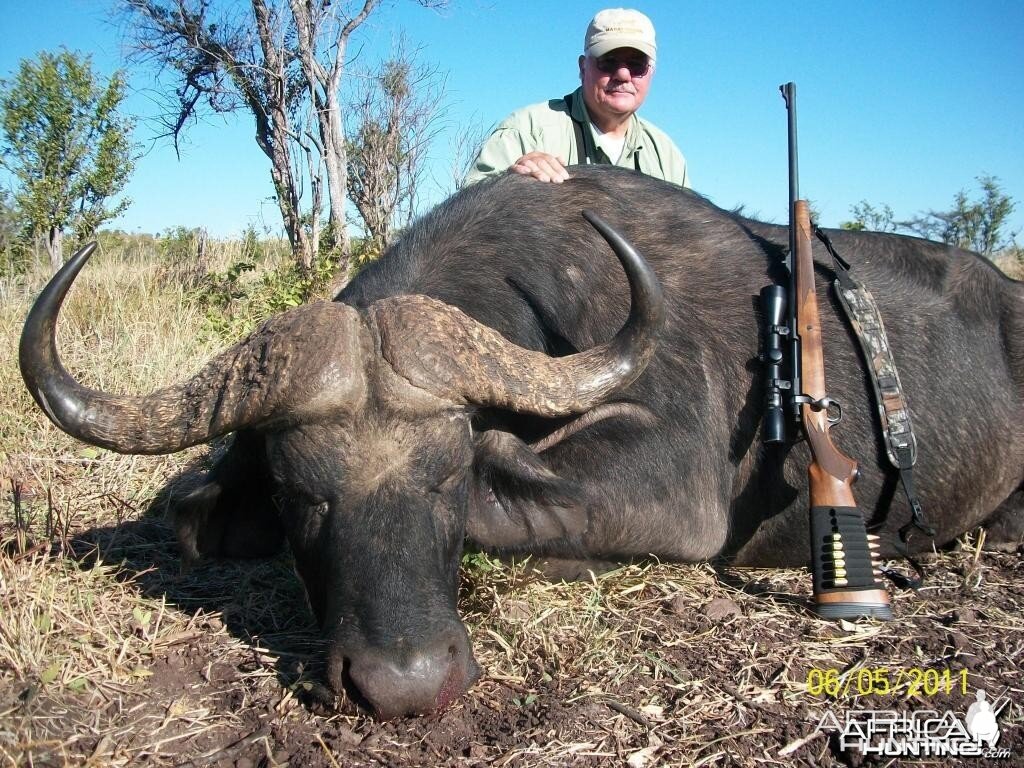 Buffalo hunted with Farren Safaris in Zimbabwe