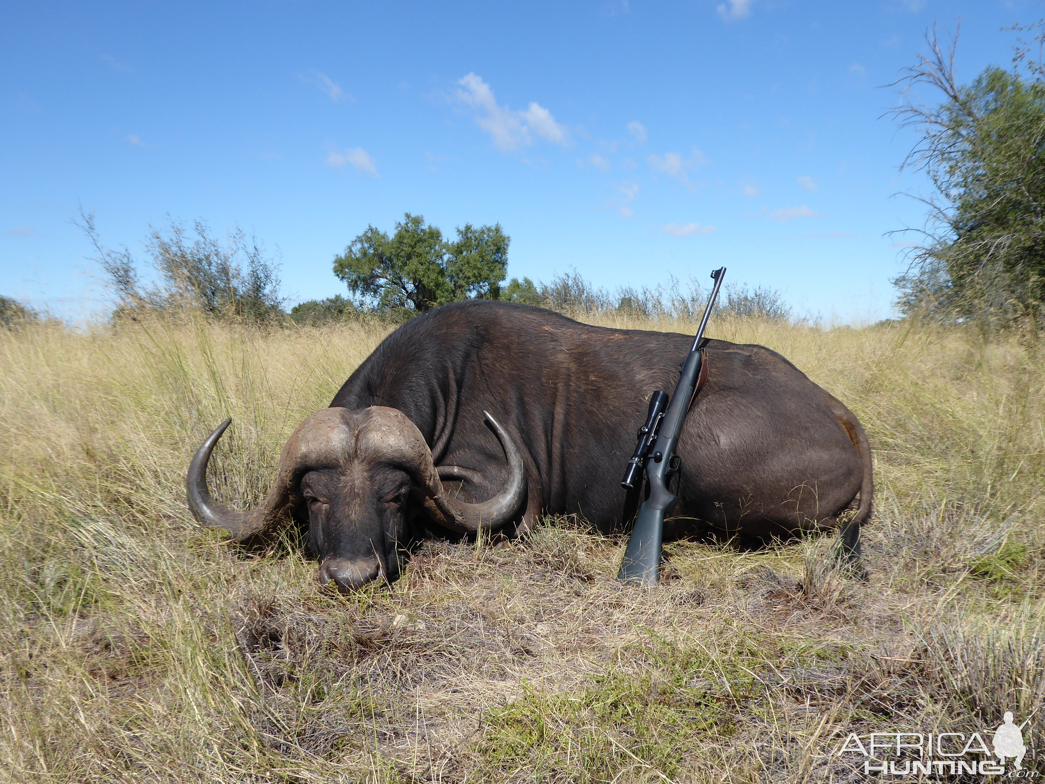 Buffalo Huntig South Africa