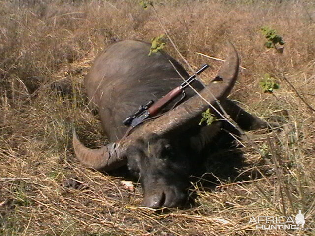 Buffalo Hunting Australia