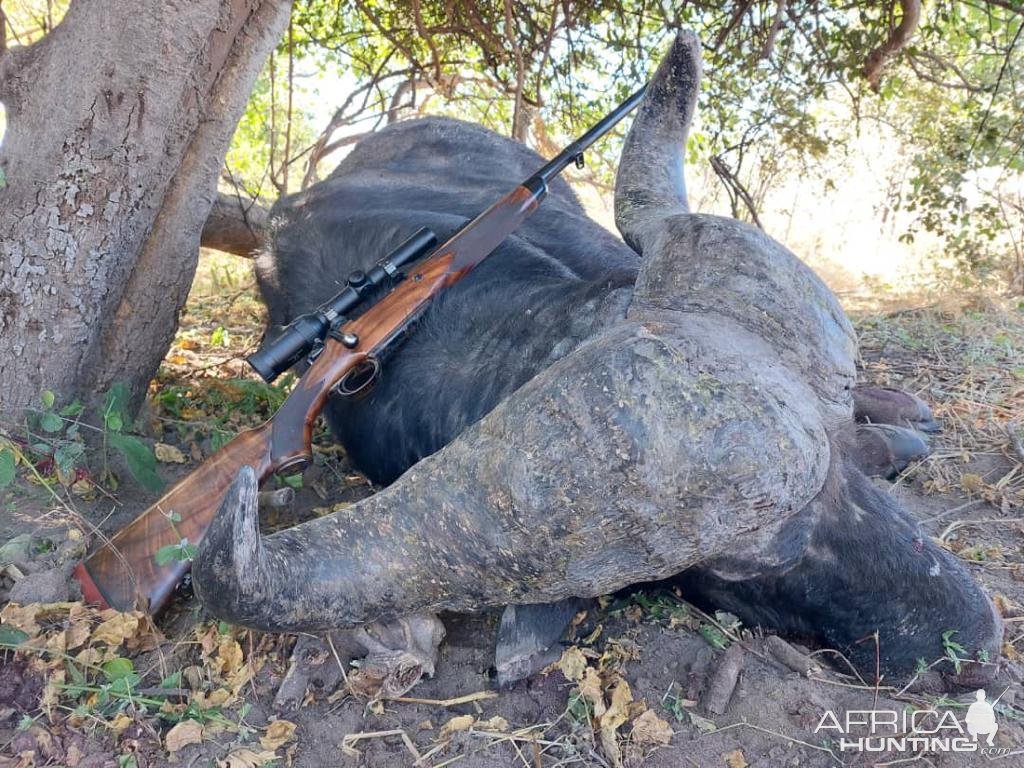 Buffalo Hunting Bwabwata West Namibia